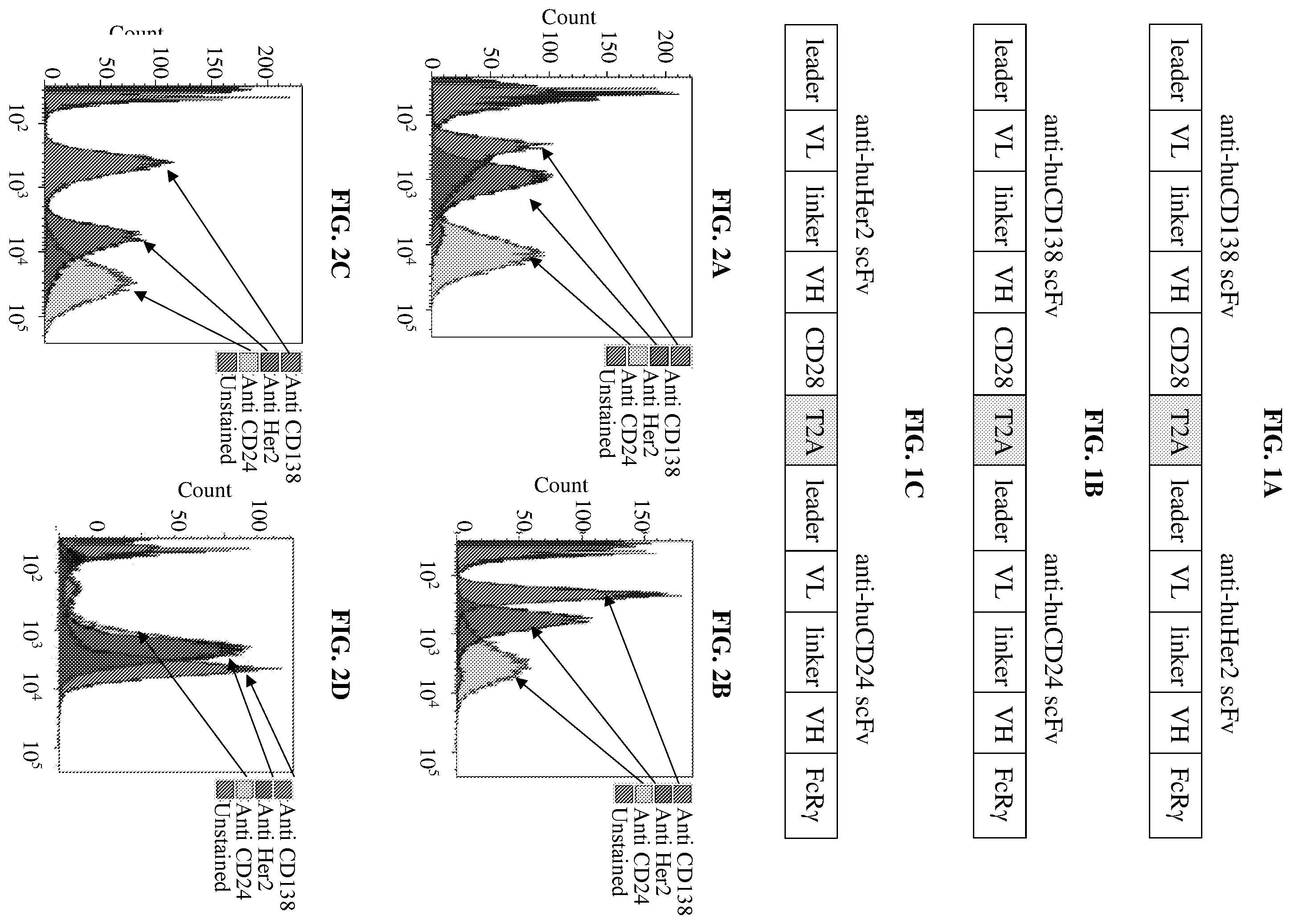 Patent US12139522 Figure 1 – T-cells comprising two different chimeric antigen receptors and uses thereof
