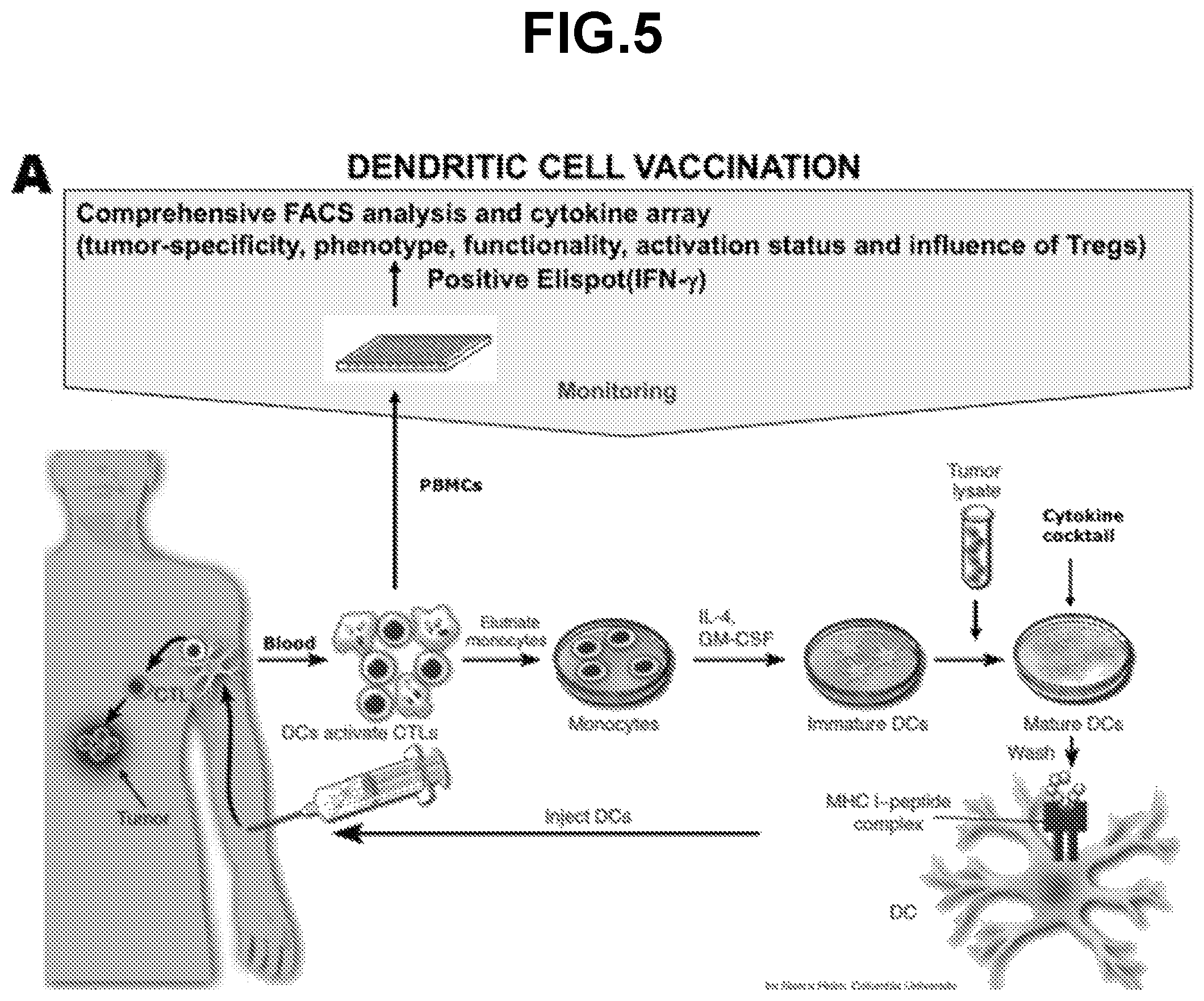 Patent US12139523 Figure 5 – Anti-LMP2 TCR-T cell therapy for the treatment of EBV-associated cancers