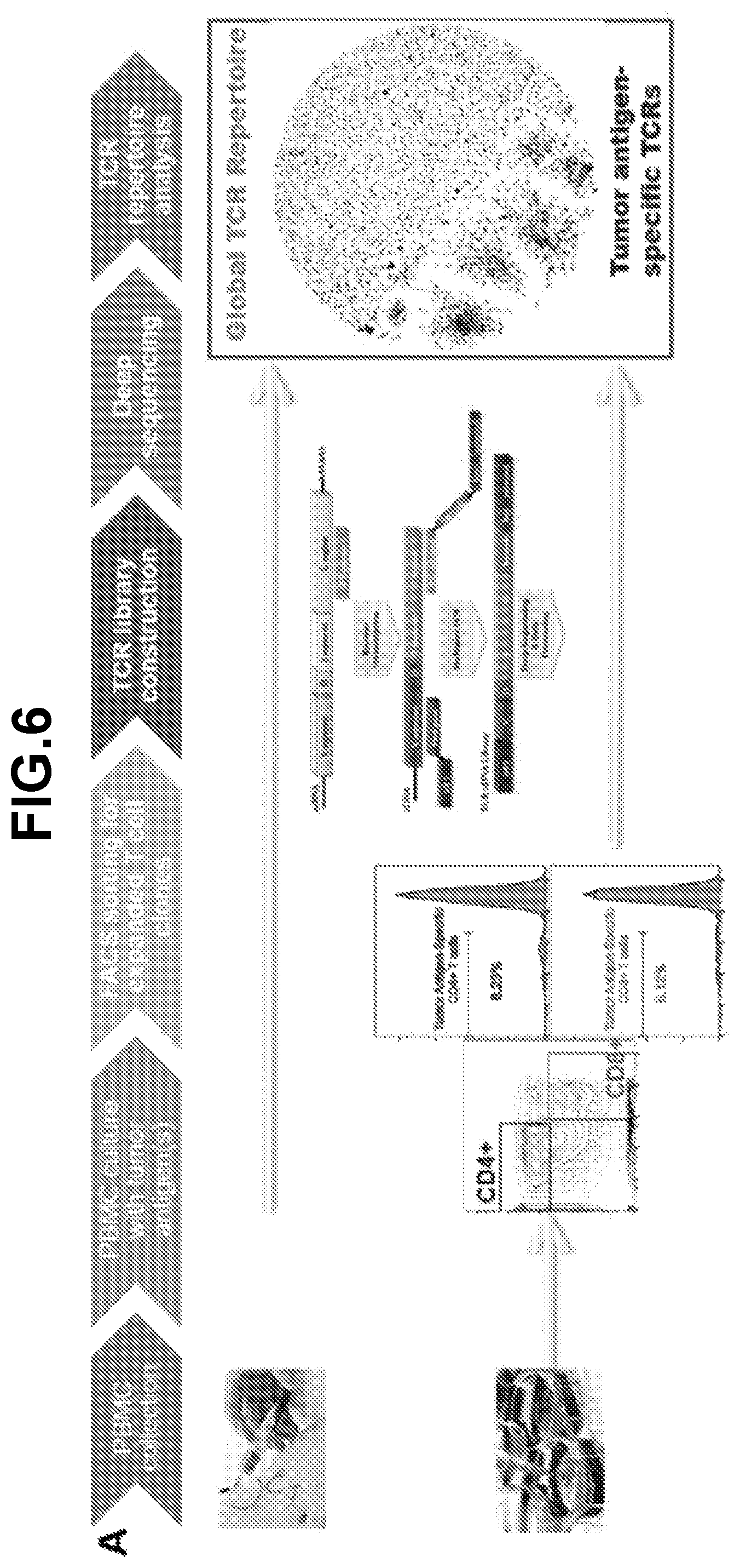 Patent US12139523 Figure 10 – Anti-LMP2 TCR-T cell therapy for the treatment of EBV-associated cancers