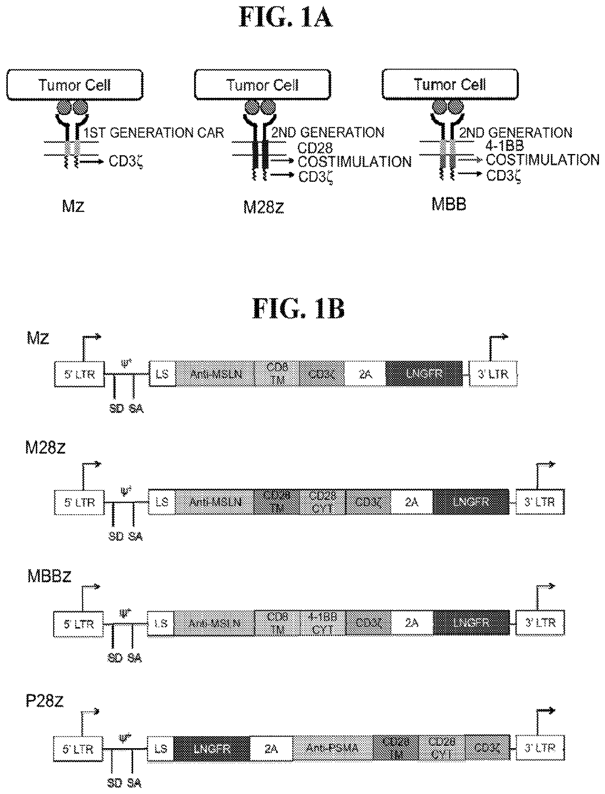Patent US12139524 Figure 1 – Immune cell compositions and methods of use