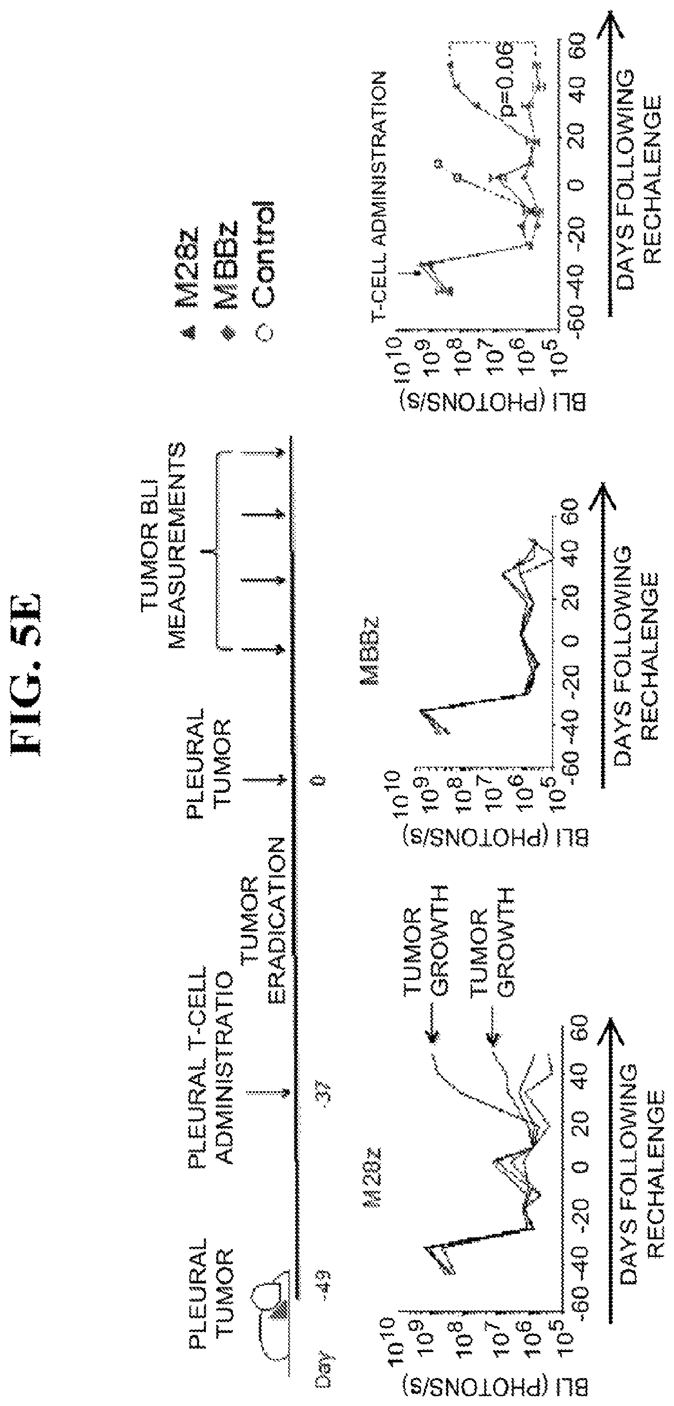 Patent US12139524 Figure 14 – Immune cell compositions and methods of use