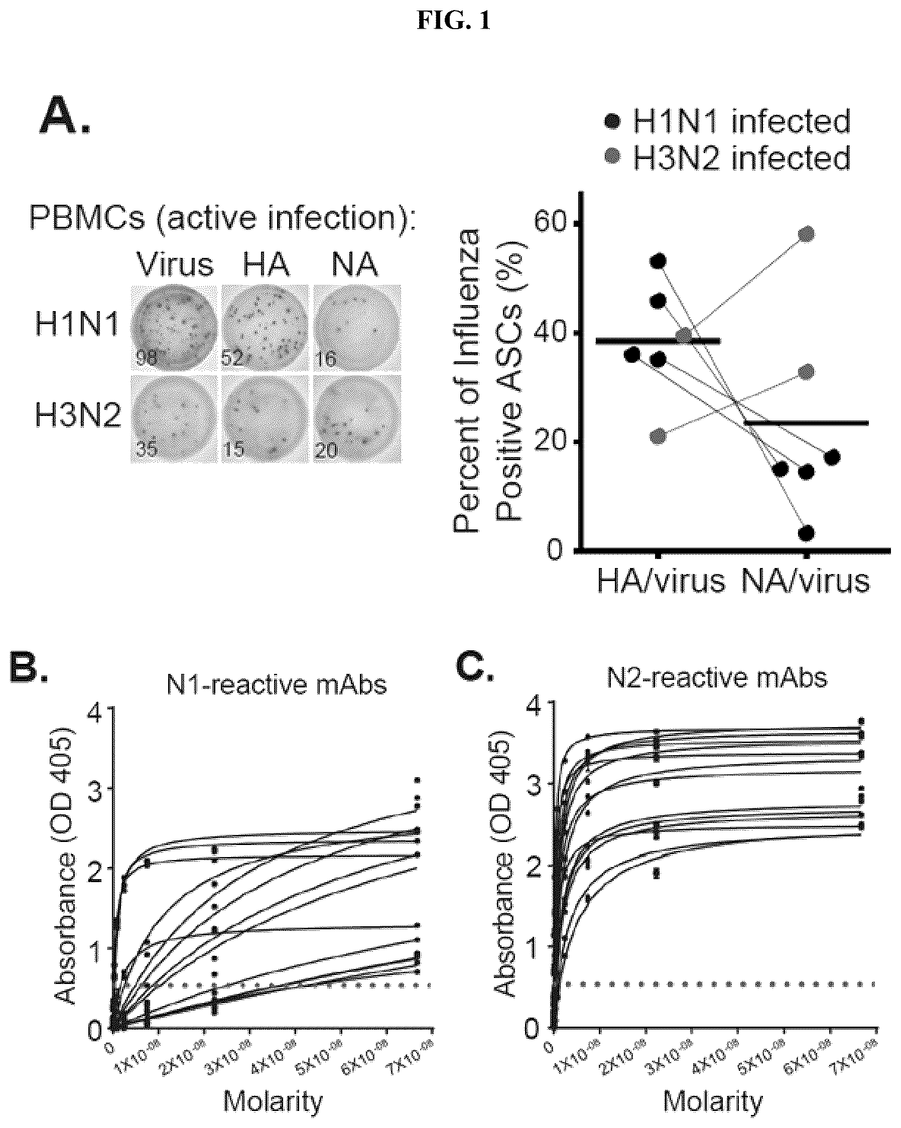 Patent US12139527 — Methods and composition for neutralization of influenza — Figure 1