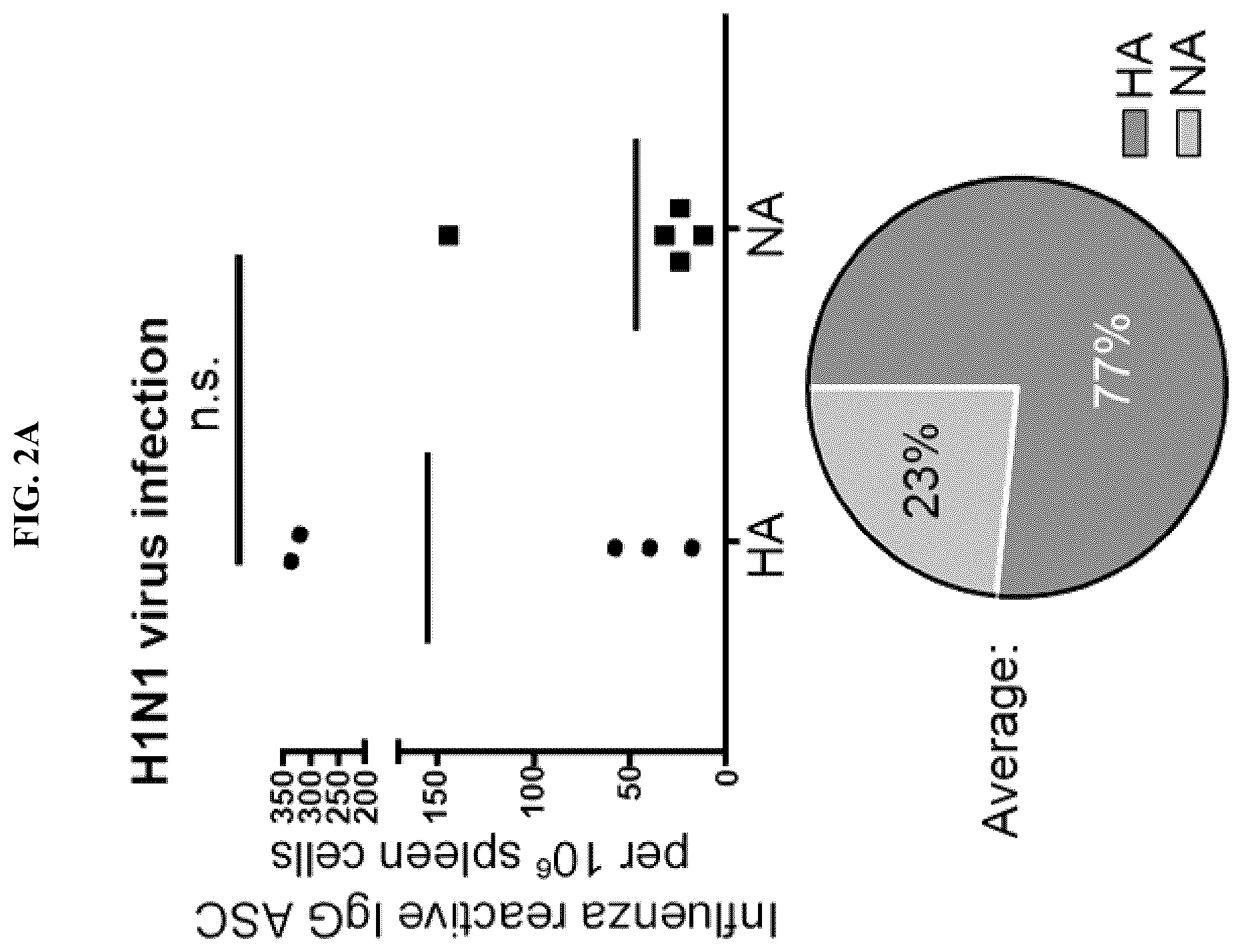 Patent US12139527 Figure 3 – Methods and composition for neutralization of influenza