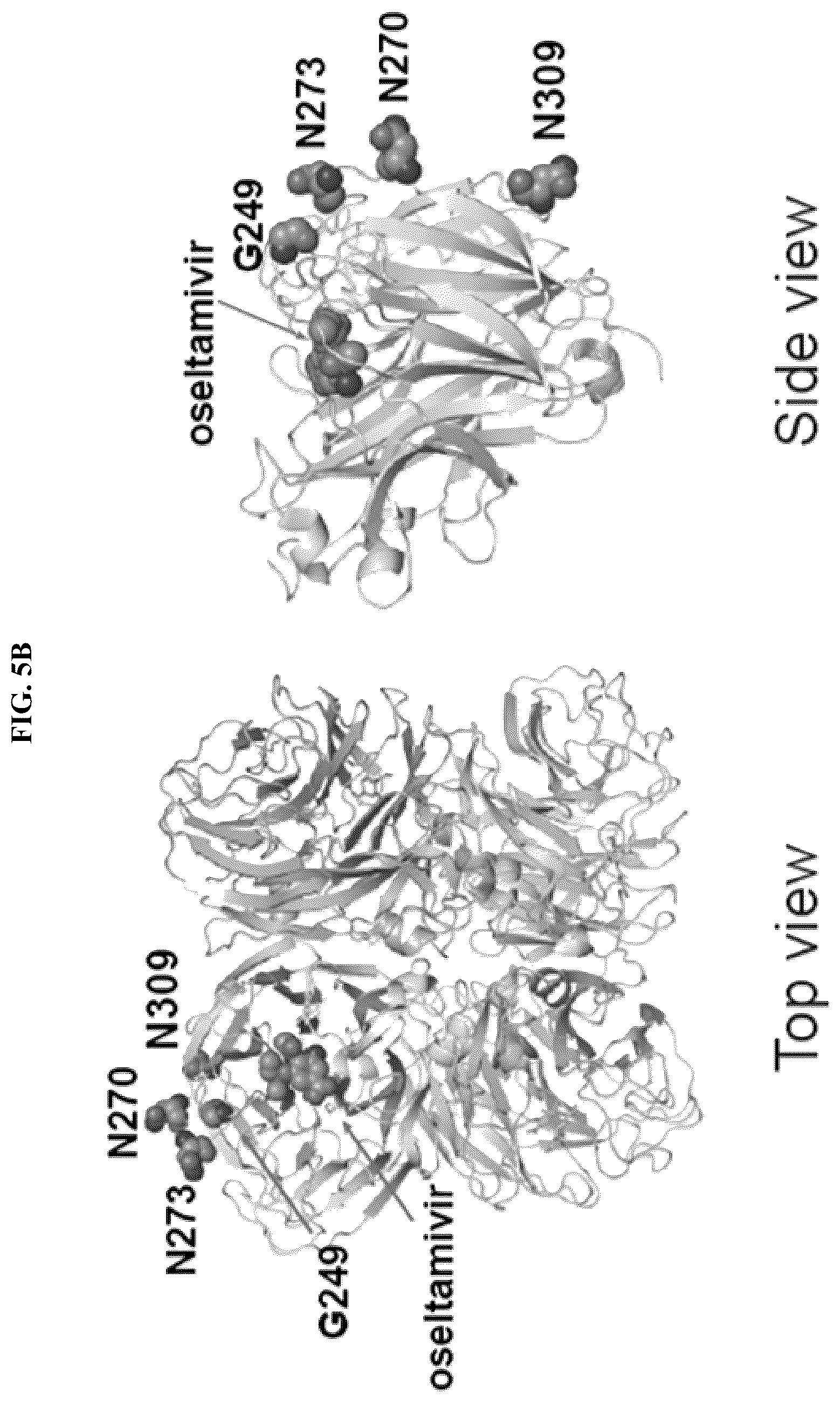 Patent US12139527 Figure 11 – Methods and composition for neutralization of influenza