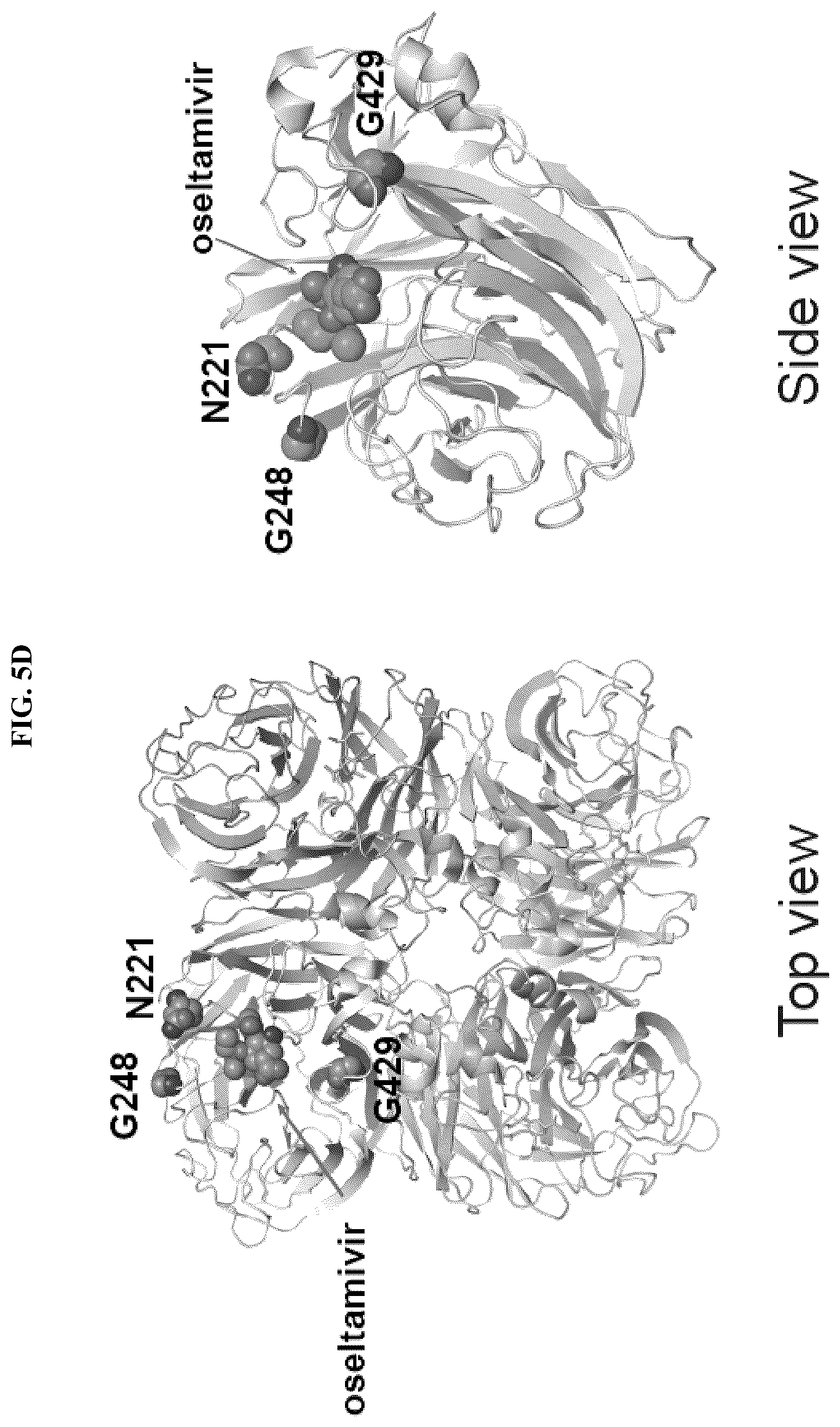 Patent US12139527 Figure 13 – Methods and composition for neutralization of influenza