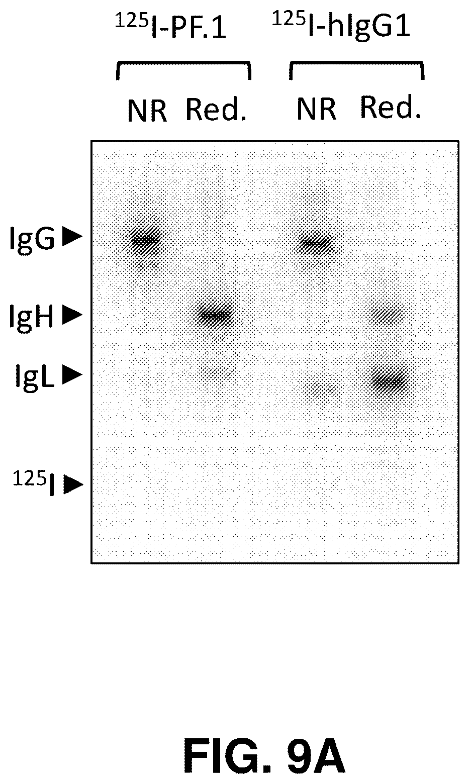 Patent US12139529 Figure 14 – Antibody-peptide fusion proteins for treating amyloid disorders