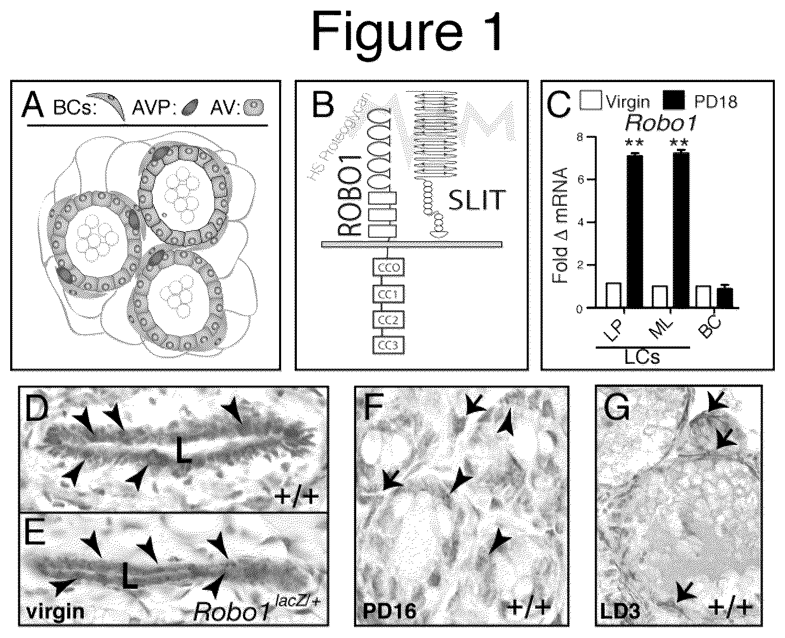 Patent US12139531 Figure 1 – Compositions and methods useful in promoting milk production