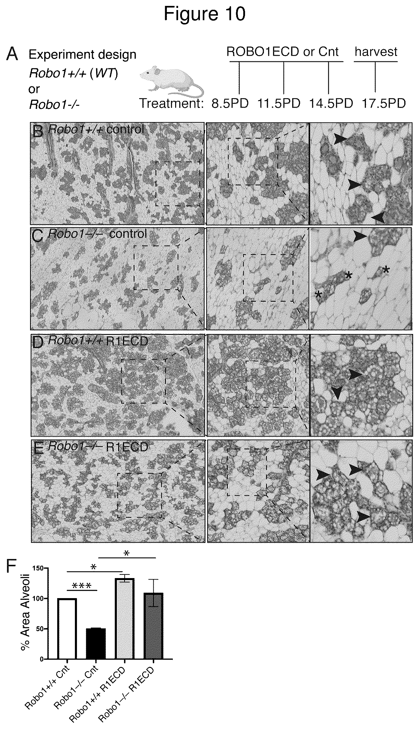 Patent US12139531 Figure 10 – Compositions and methods useful in promoting milk production