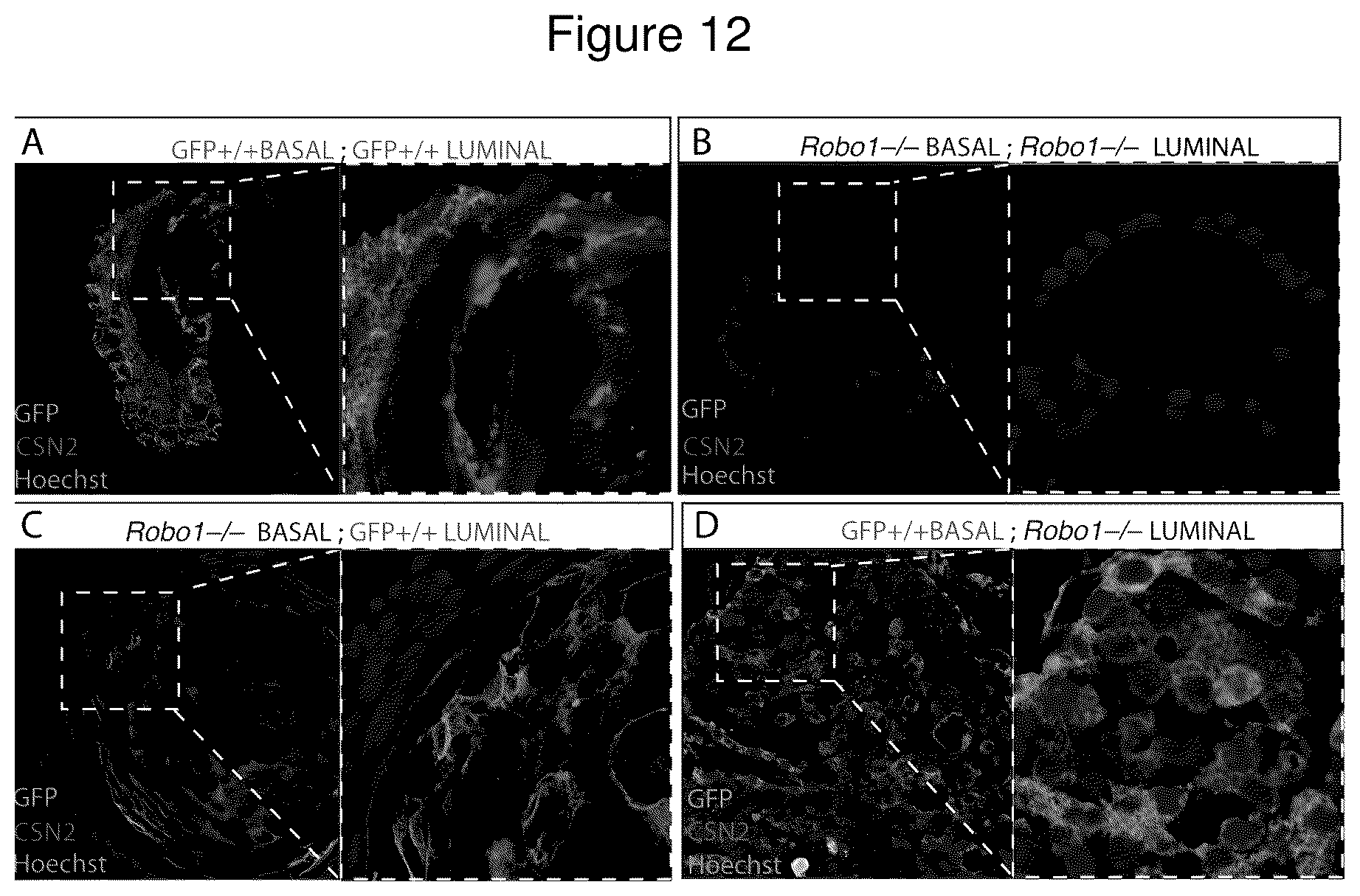 Patent US12139531 Figure 12 – Compositions and methods useful in promoting milk production