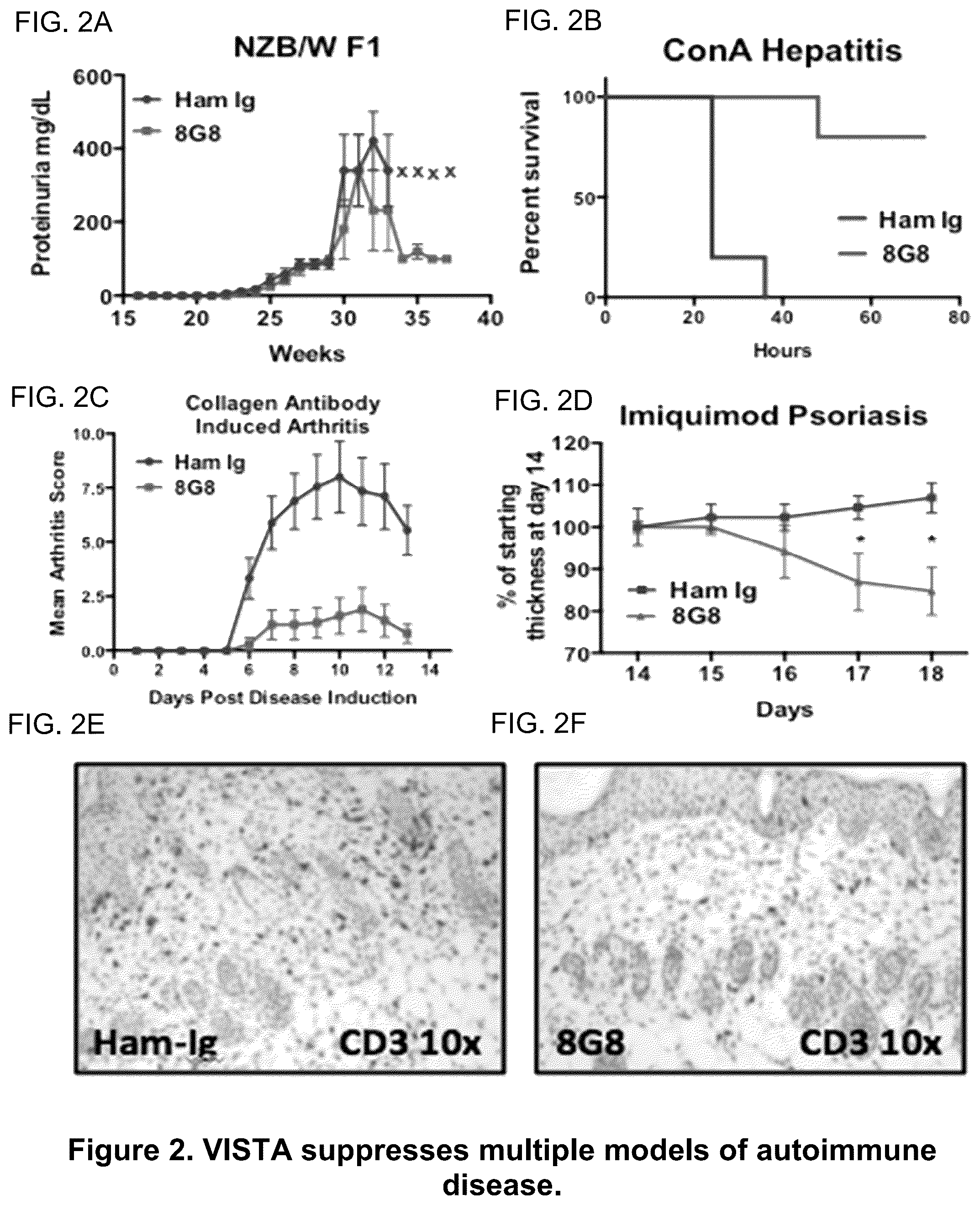 Patent US12139532 Figure 2 – Anti-human vista antibodies and use thereof