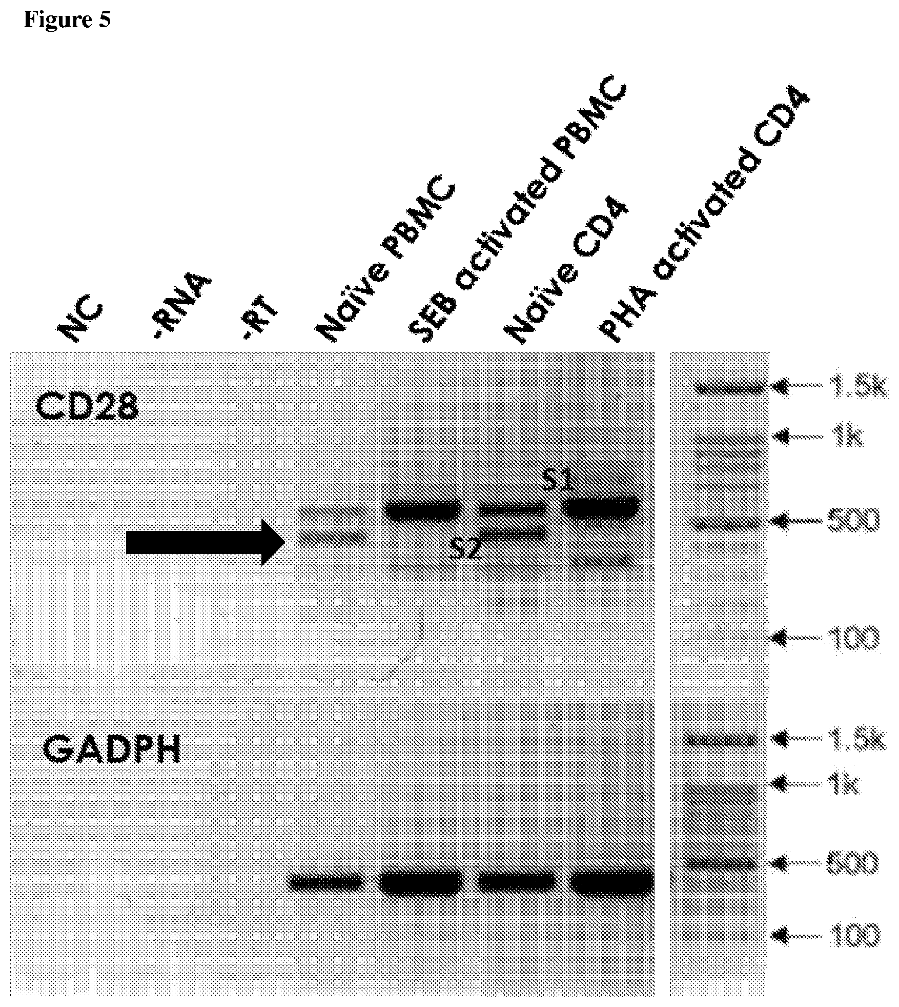 Patent US12139534 Figure 6 – Methods and compositions for decreasing soluble immune receptor CD28