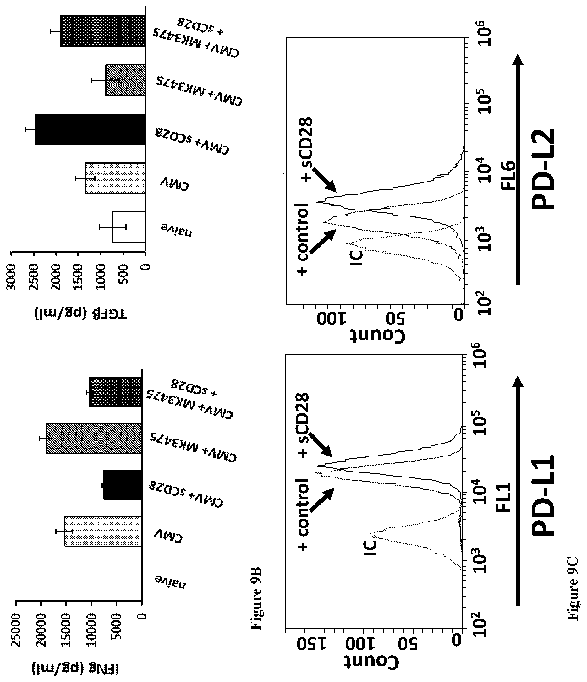 Patent US12139534 Figure 13 – Methods and compositions for decreasing soluble immune receptor CD28