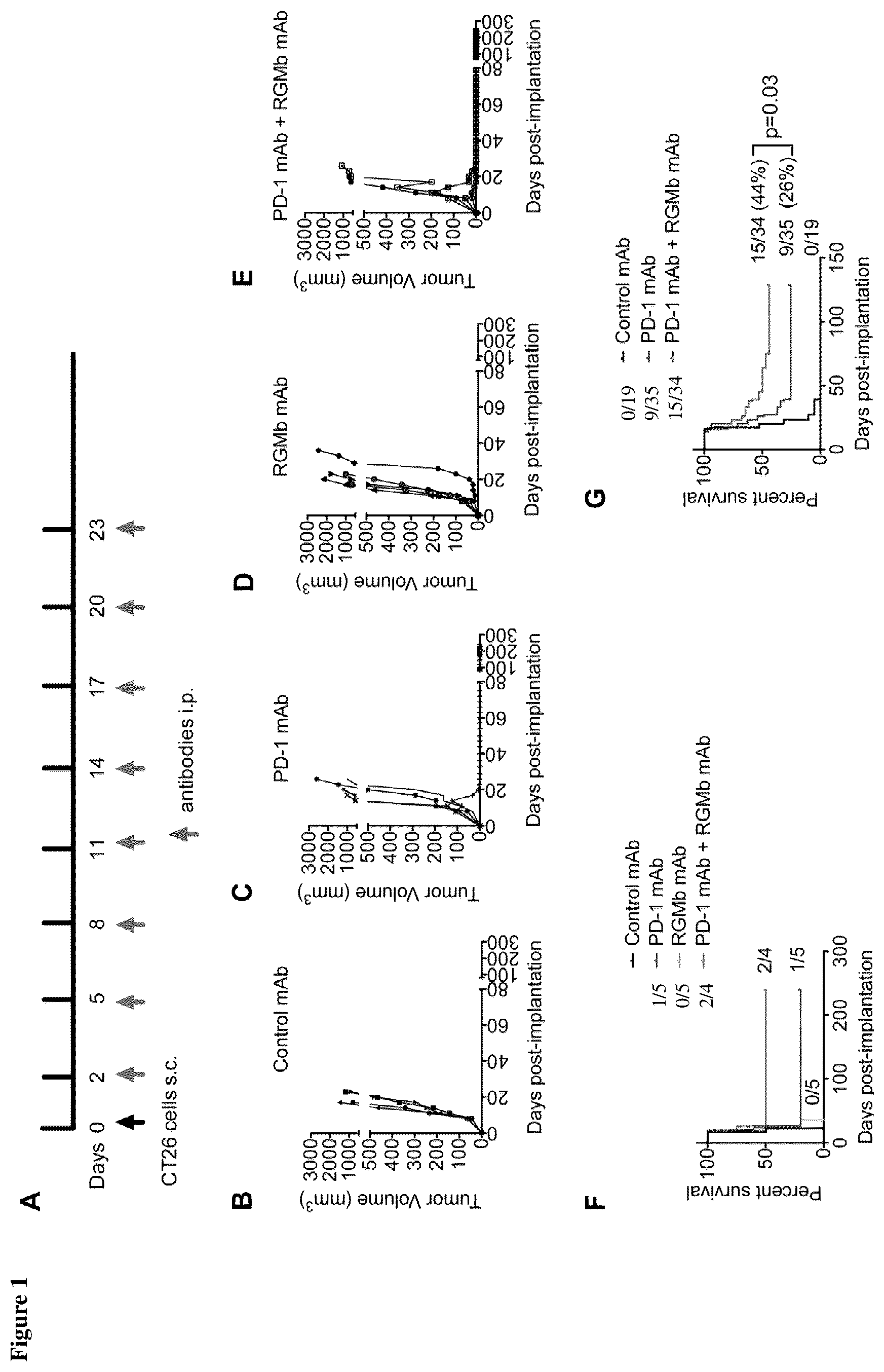 Patent US12139535 Figure 1 – Methods for upregulating immune responses using combinations of anti-RGMb and anti-PD-1 agents