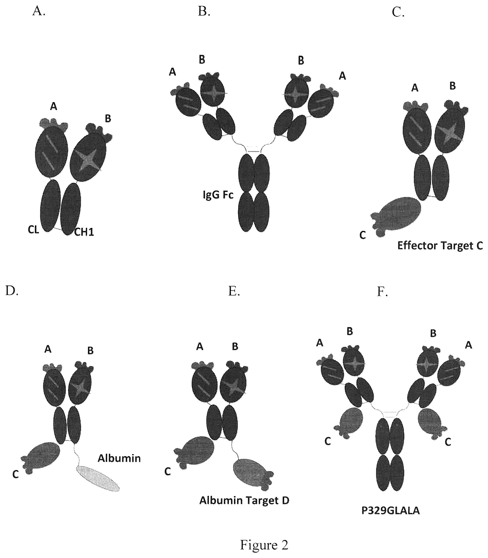 Patent US12139536 Figure 2 – Guided combinational therapeutic antibody