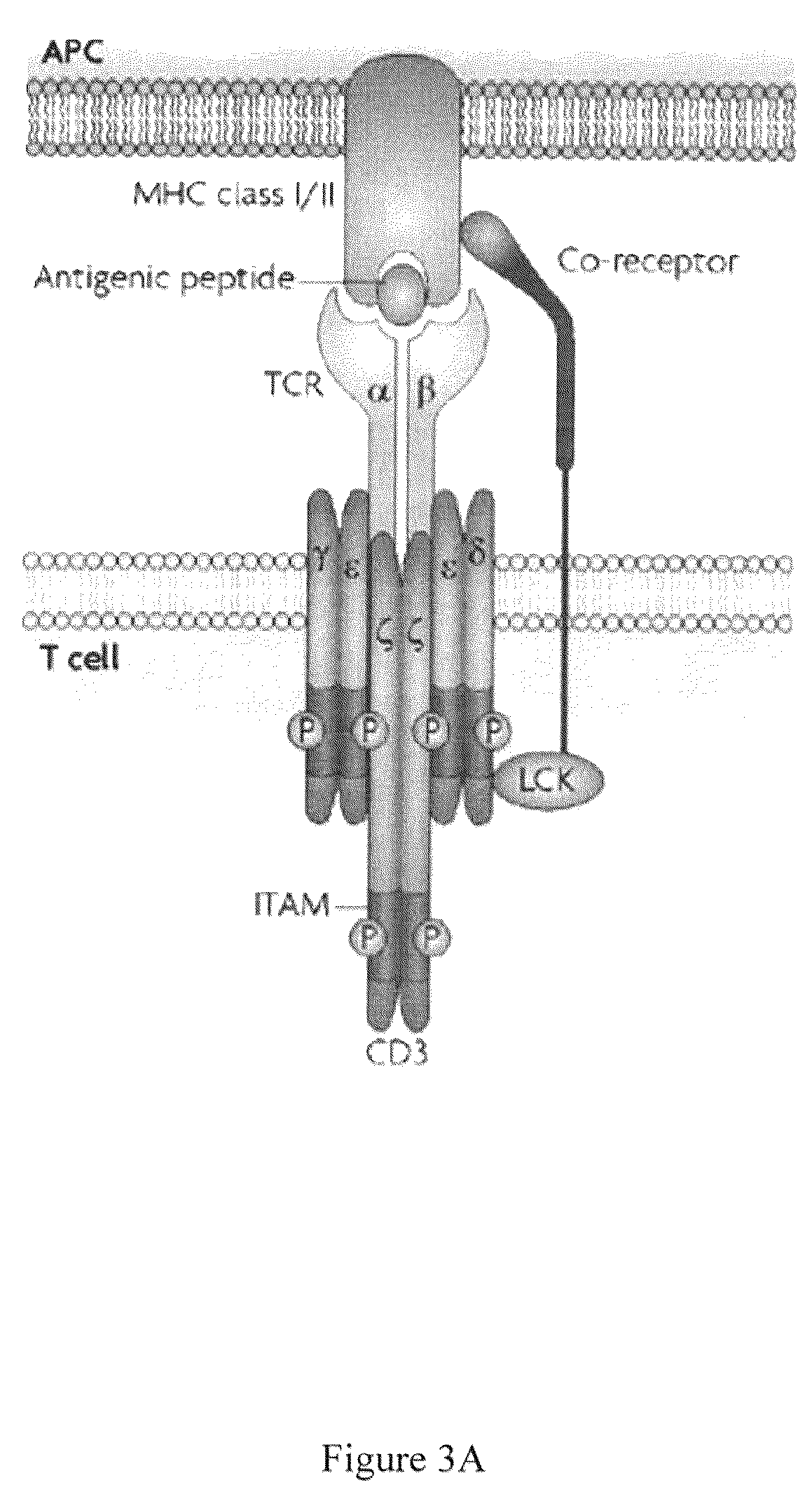 Patent US12139536 Figure 3 – Guided combinational therapeutic antibody
