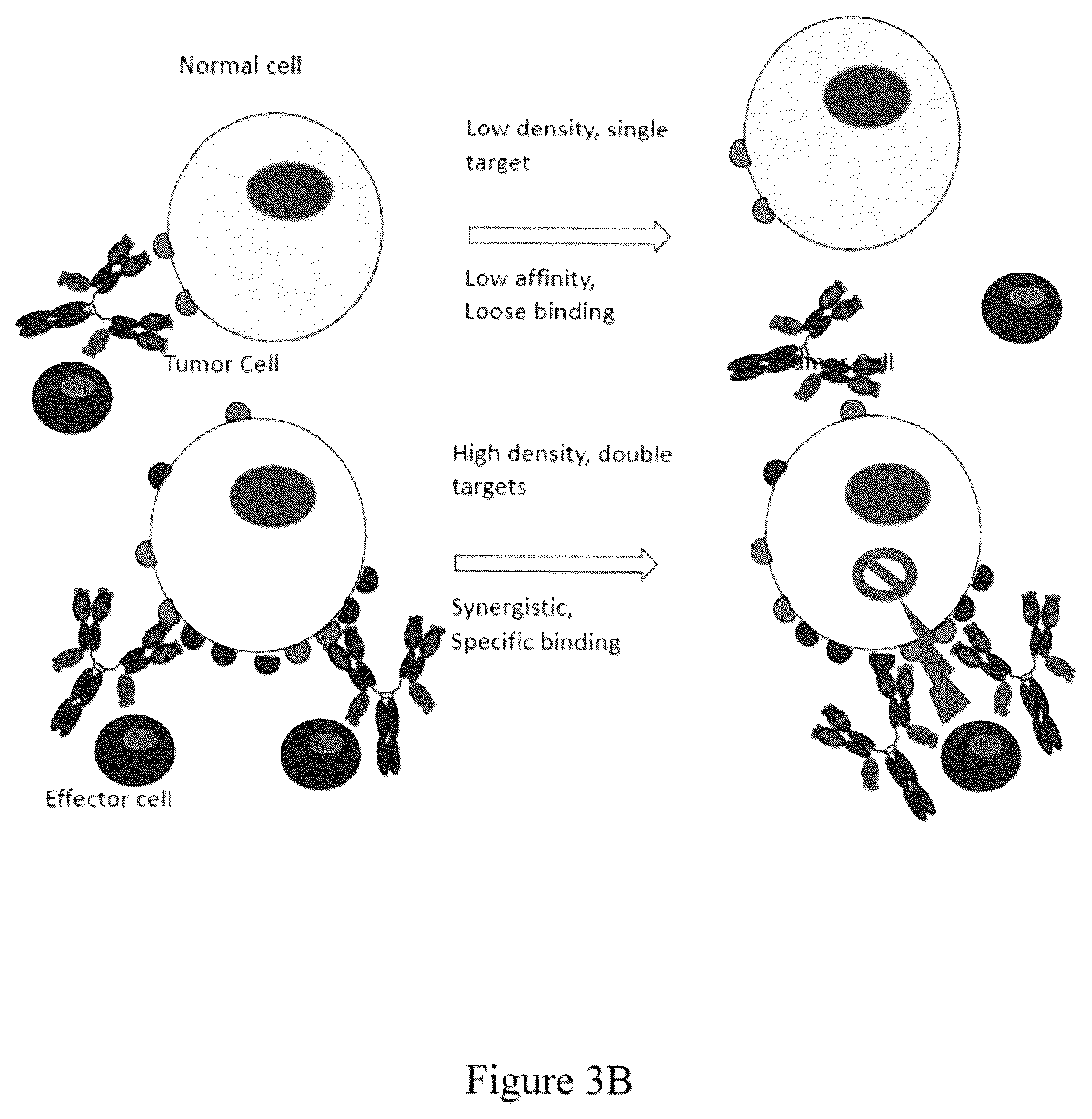 Patent US12139536 Figure 4 – Guided combinational therapeutic antibody
