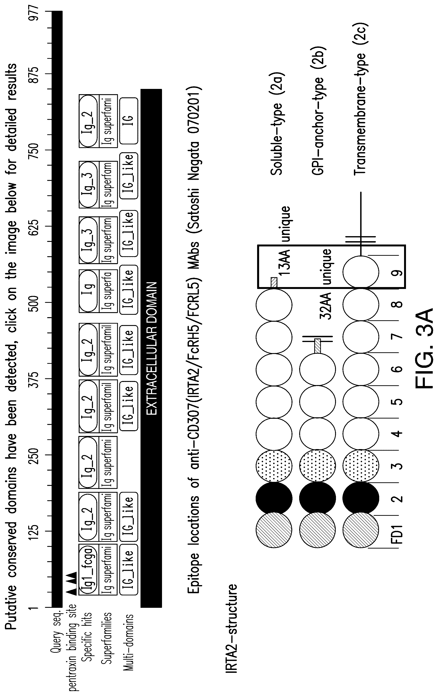 Patent US12139538 Figure 6 – Chimeric antigen receptors targeting Fc receptor-like 5 and uses thereof