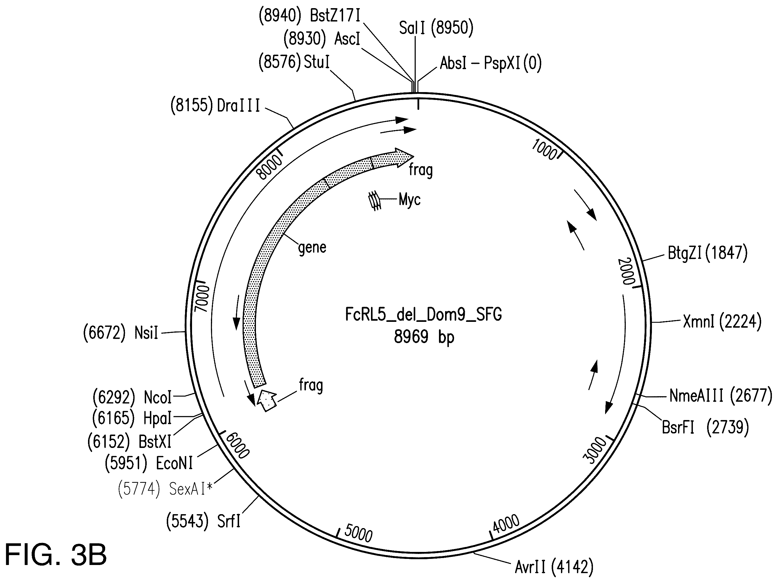 Patent US12139538 Figure 7 – Chimeric antigen receptors targeting Fc receptor-like 5 and uses thereof