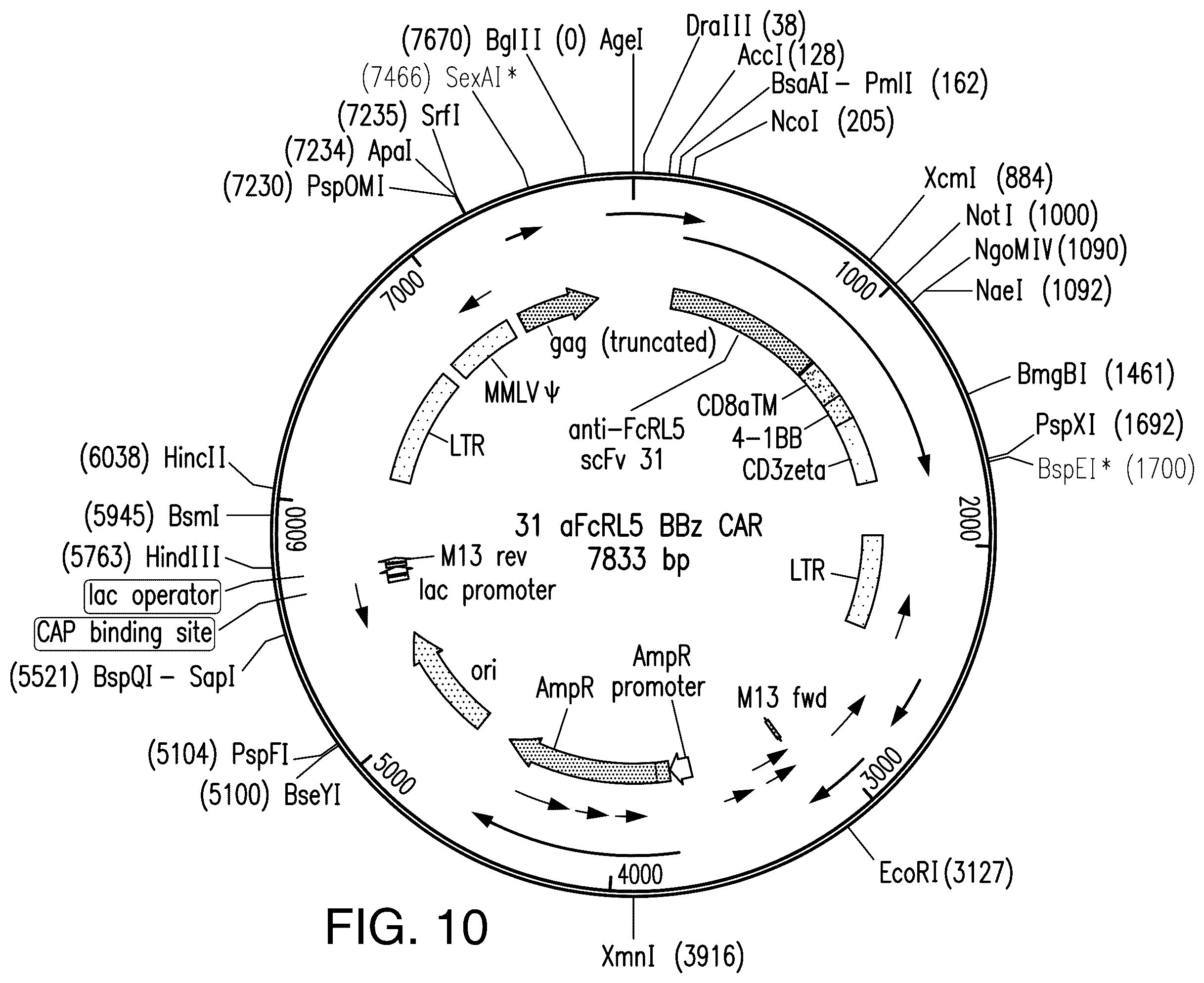 Patent US12139538 Figure 18 – Chimeric antigen receptors targeting Fc receptor-like 5 and uses thereof
