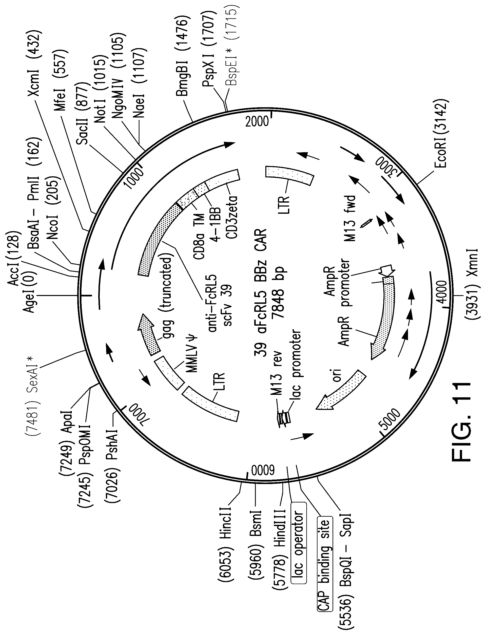 Patent US12139538 Figure 19 – Chimeric antigen receptors targeting Fc receptor-like 5 and uses thereof