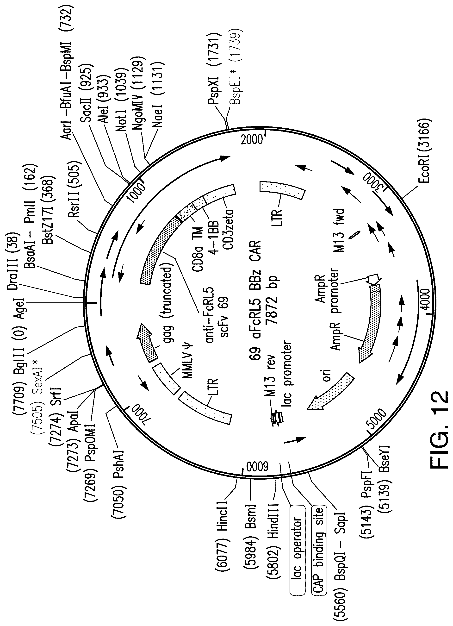 Patent US12139538 Figure 20 – Chimeric antigen receptors targeting Fc receptor-like 5 and uses thereof