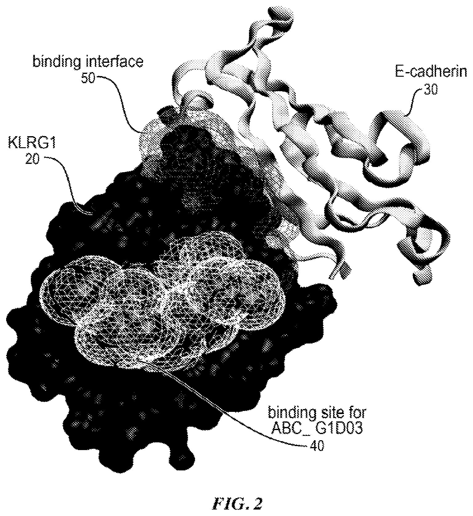 Patent US12139541 Figure 2 – Methods of treating disorders associated with excess or unwanted killer cell lectin-like receptor subfamily g member 1 (KLRG1) expressing t cells with KLRG1 depleting antibodies
