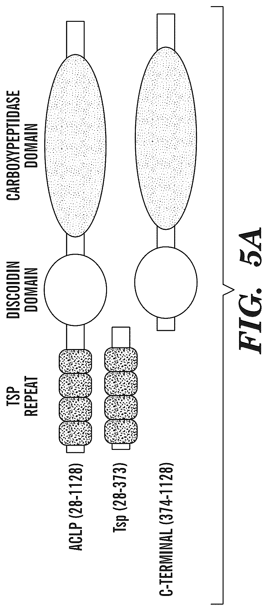Patent US12139542 Figure 5 – Inhibitors of aortic carboxypeptidase-like protein (ACLP)