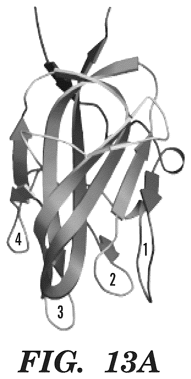 Patent US12139542 Figure 16 – Inhibitors of aortic carboxypeptidase-like protein (ACLP)
