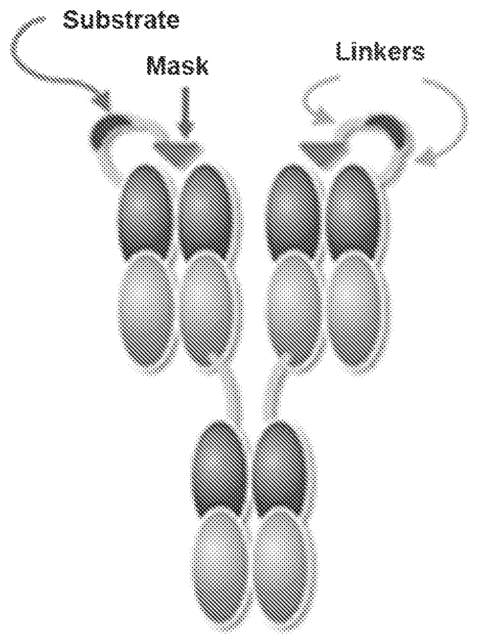 Patent US12139543 Figure 1 – Method of using an anti-epidermal growth factor receptor (EGFR) activatable antibody to detect the presence or absence of a cleaving agent and EGFR