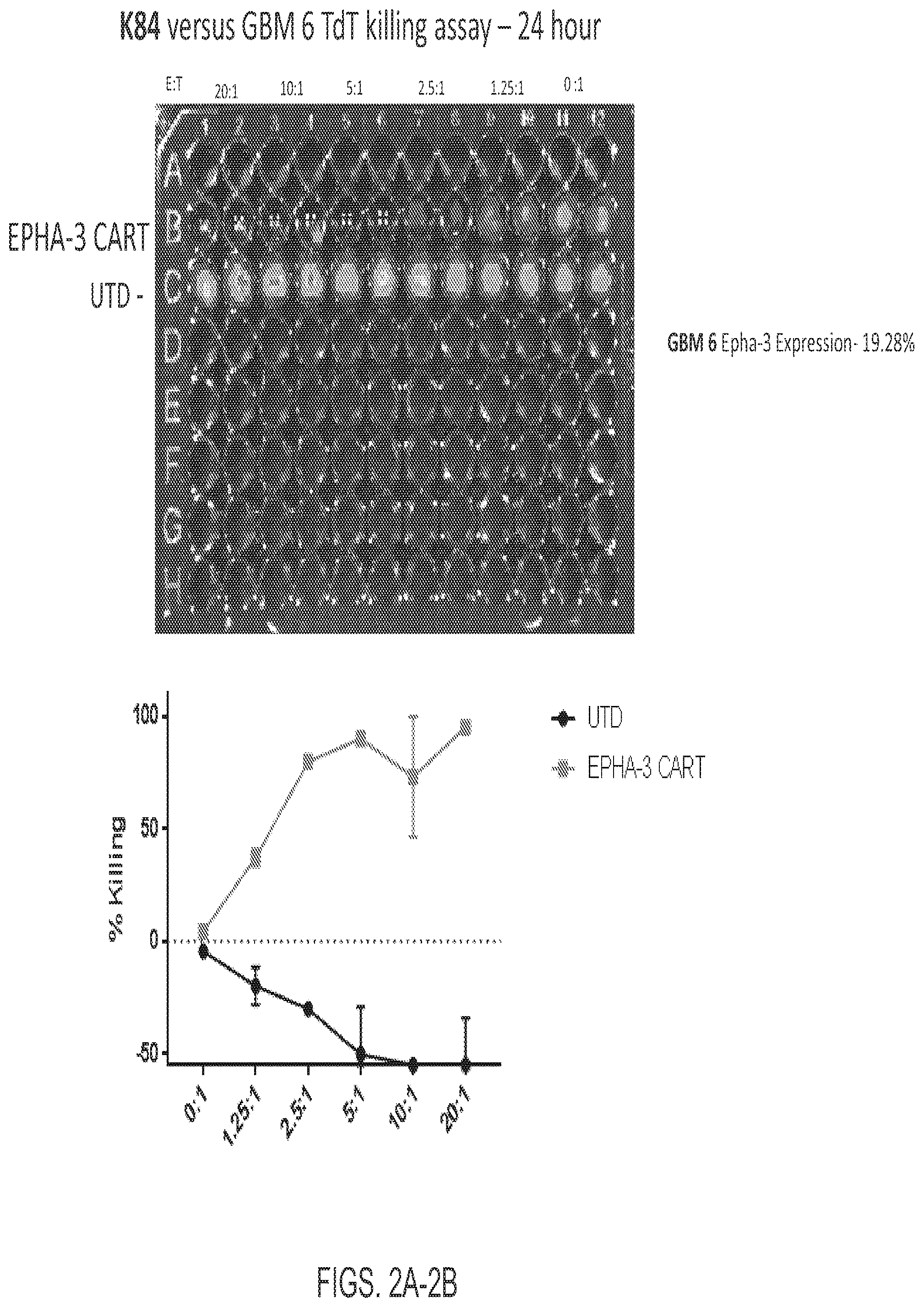 Patent US12139544 Figure 2 – EphA3 directed CAR-T cells for treatment of tumors