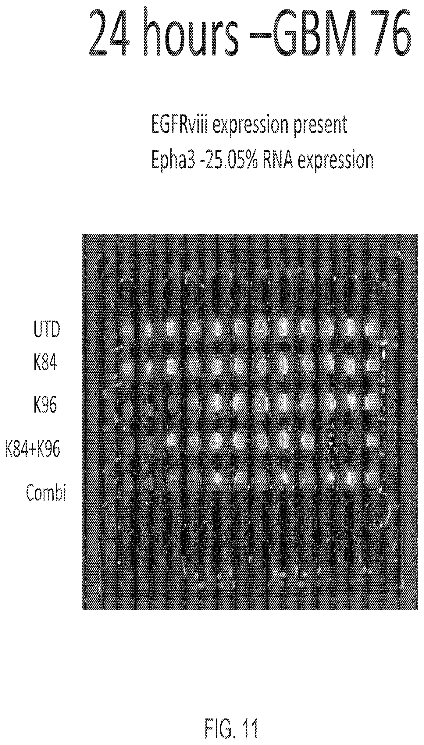 Patent US12139544 Figure 11 – EphA3 directed CAR-T cells for treatment of tumors