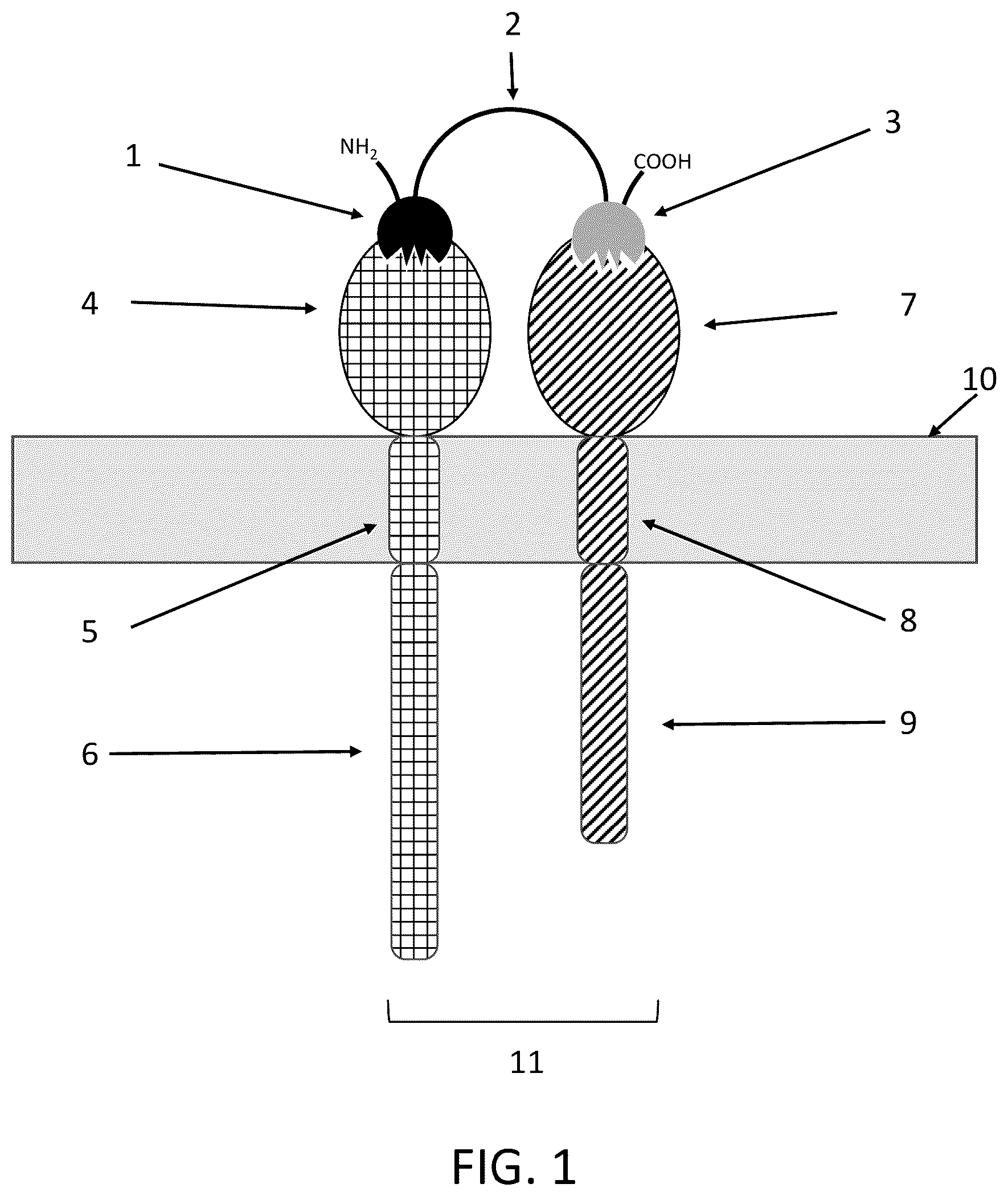 Patent US12139545 Figure 1 – IL10 receptor binding molecules and methods of use