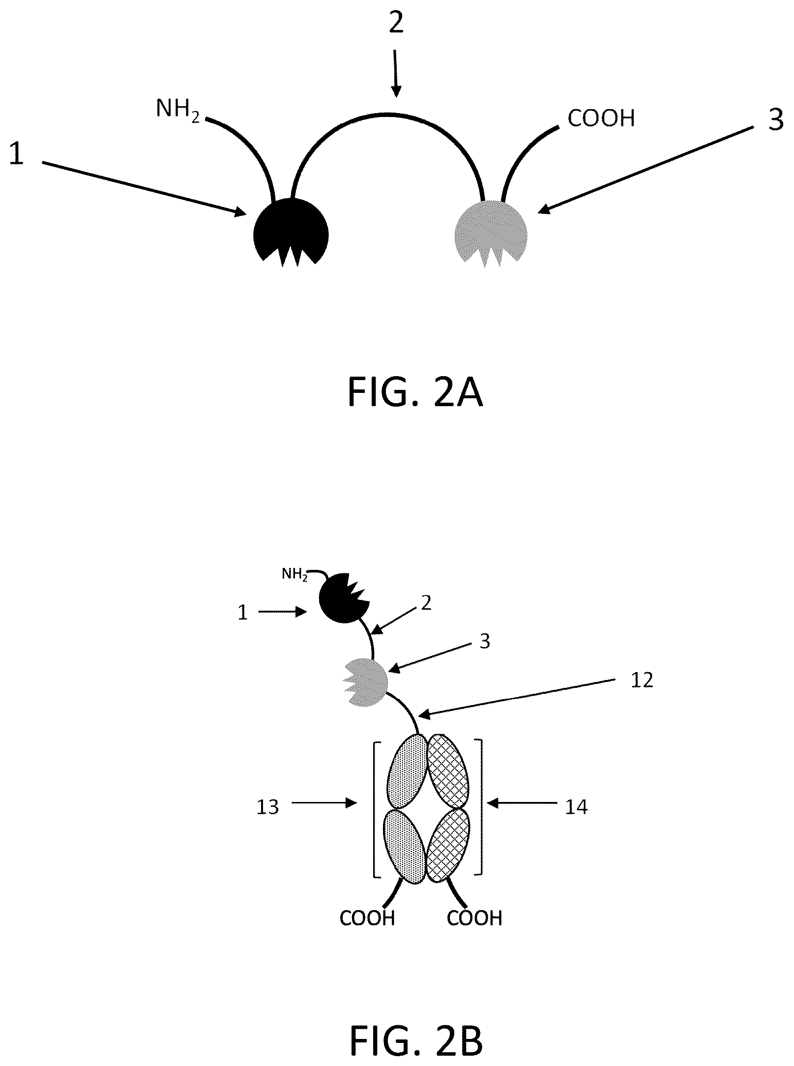 Patent US12139545 Figure 2 – IL10 receptor binding molecules and methods of use