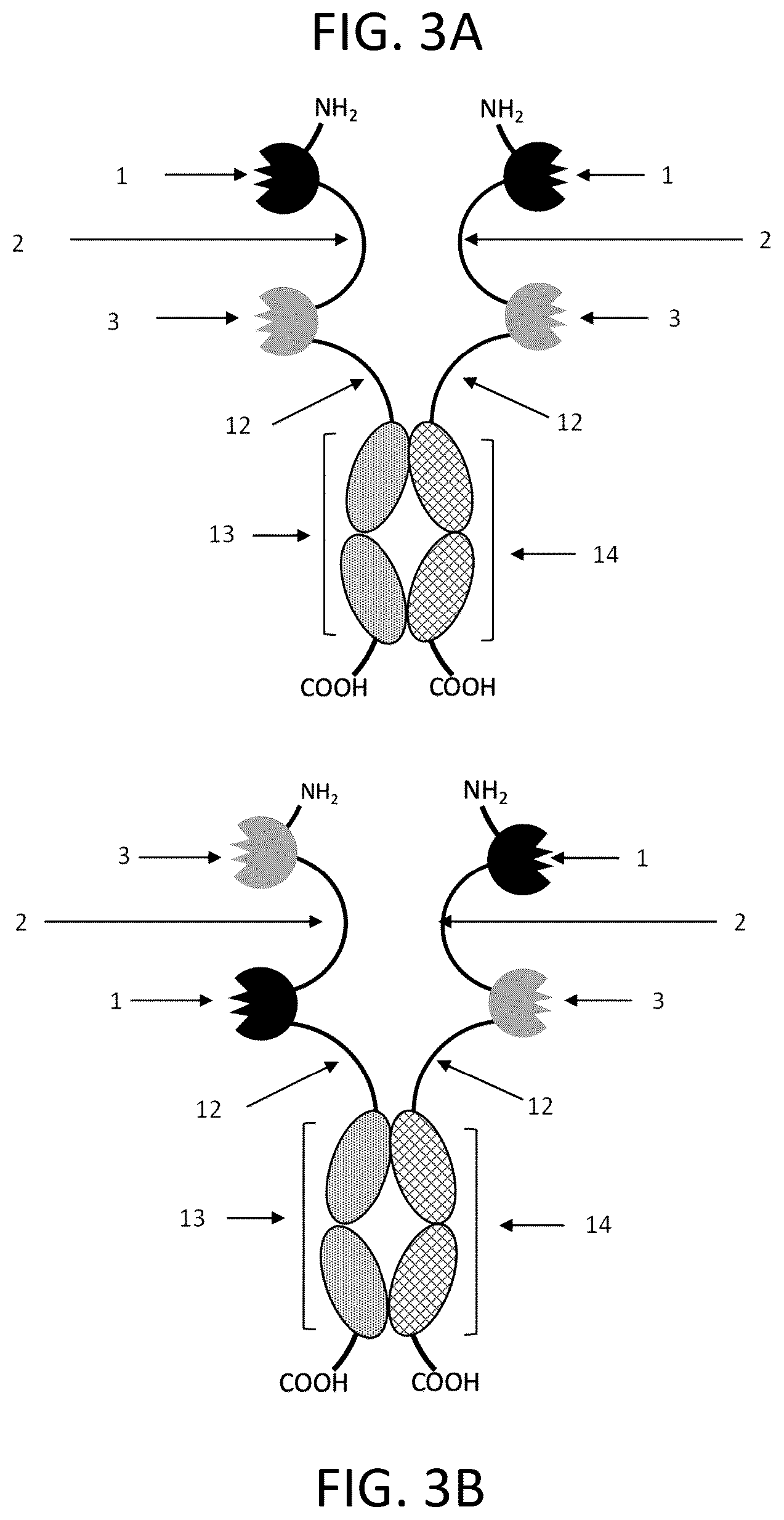Patent US12139545 Figure 3 – IL10 receptor binding molecules and methods of use