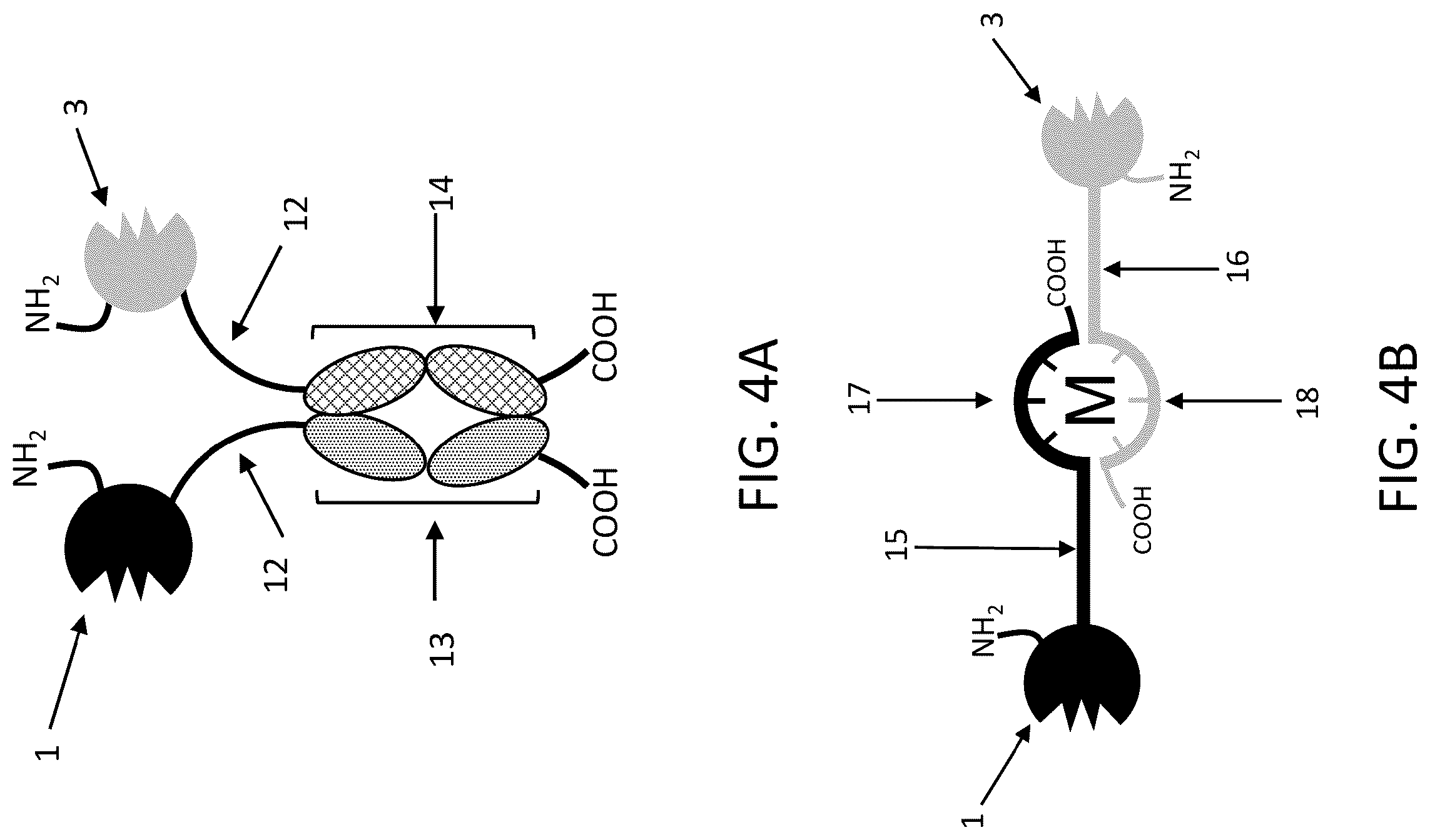Patent US12139545 Figure 4 – IL10 receptor binding molecules and methods of use