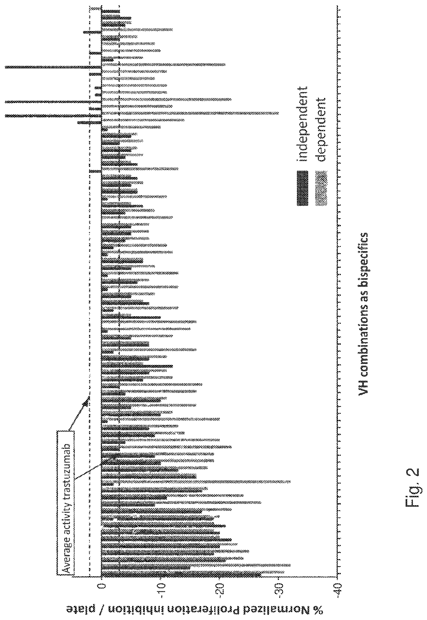 Patent US12139548 Figure 2 – Antibody that binds ErbB-2 and ErbB-3