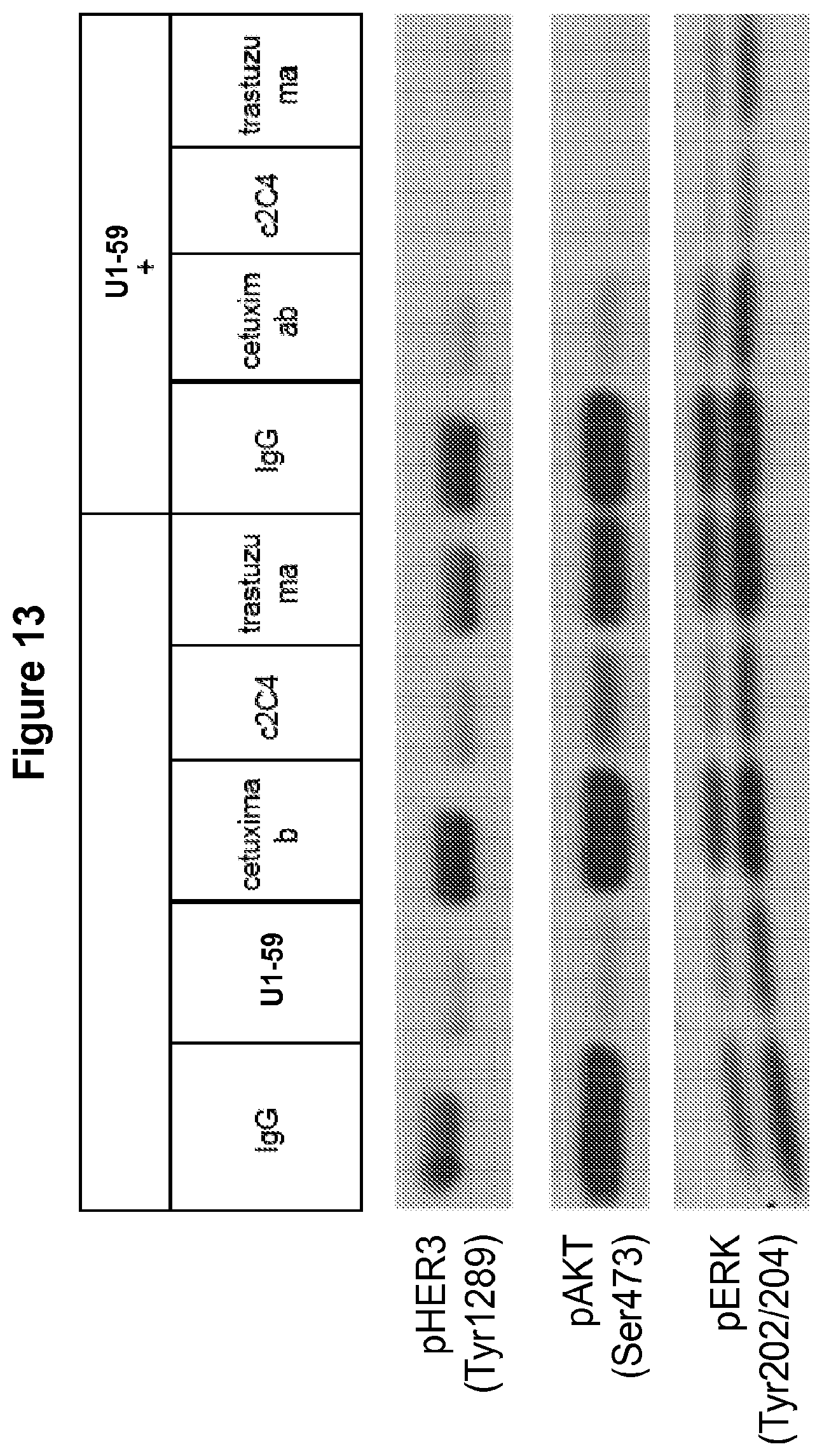 Patent US12139549 Figure 14 – Material and methods for treating or preventing HER-3 associated diseases