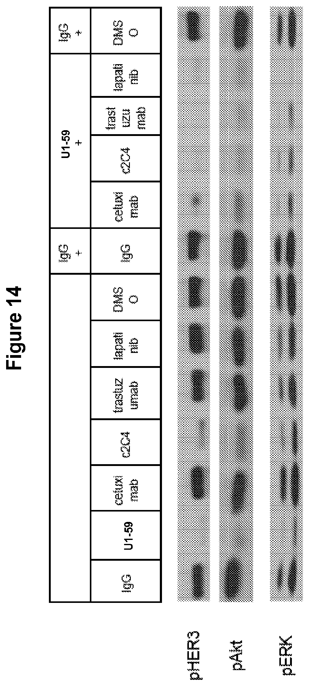 Patent US12139549 Figure 15 – Material and methods for treating or preventing HER-3 associated diseases