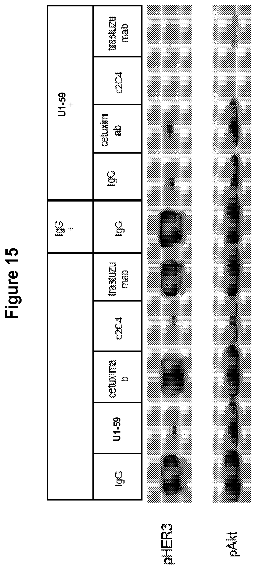 Patent US12139549 Figure 16 – Material and methods for treating or preventing HER-3 associated diseases