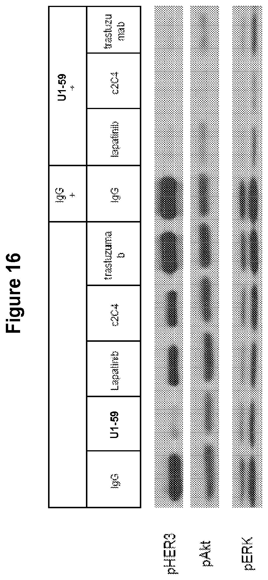 Patent US12139549 Figure 17 – Material and methods for treating or preventing HER-3 associated diseases