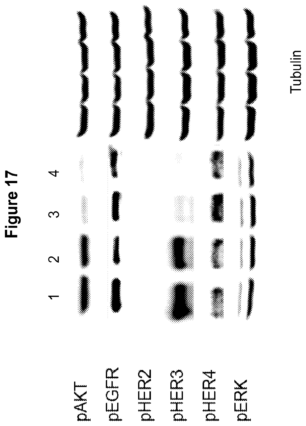 Patent US12139549 Figure 18 – Material and methods for treating or preventing HER-3 associated diseases