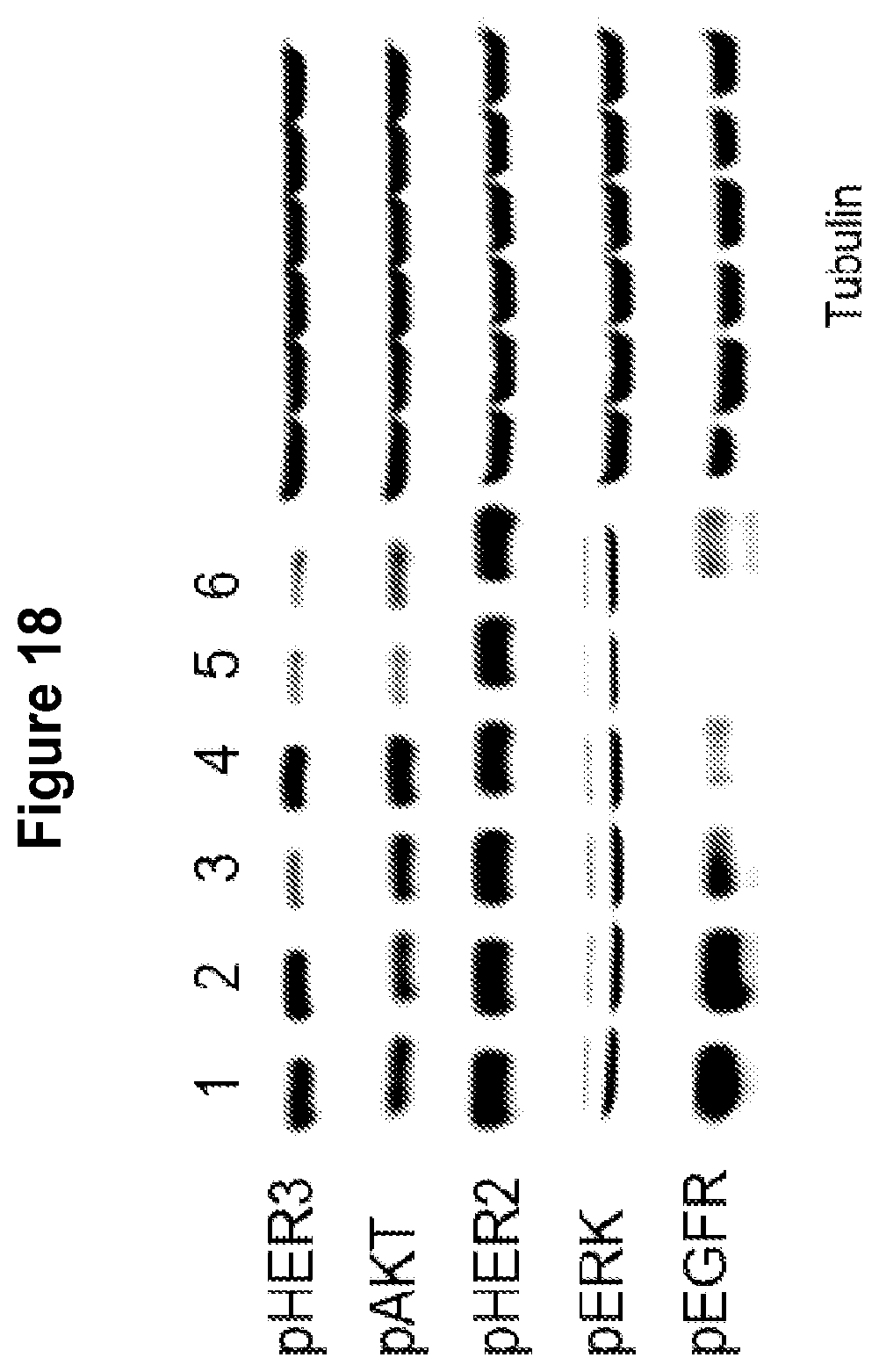 Patent US12139549 Figure 19 – Material and methods for treating or preventing HER-3 associated diseases