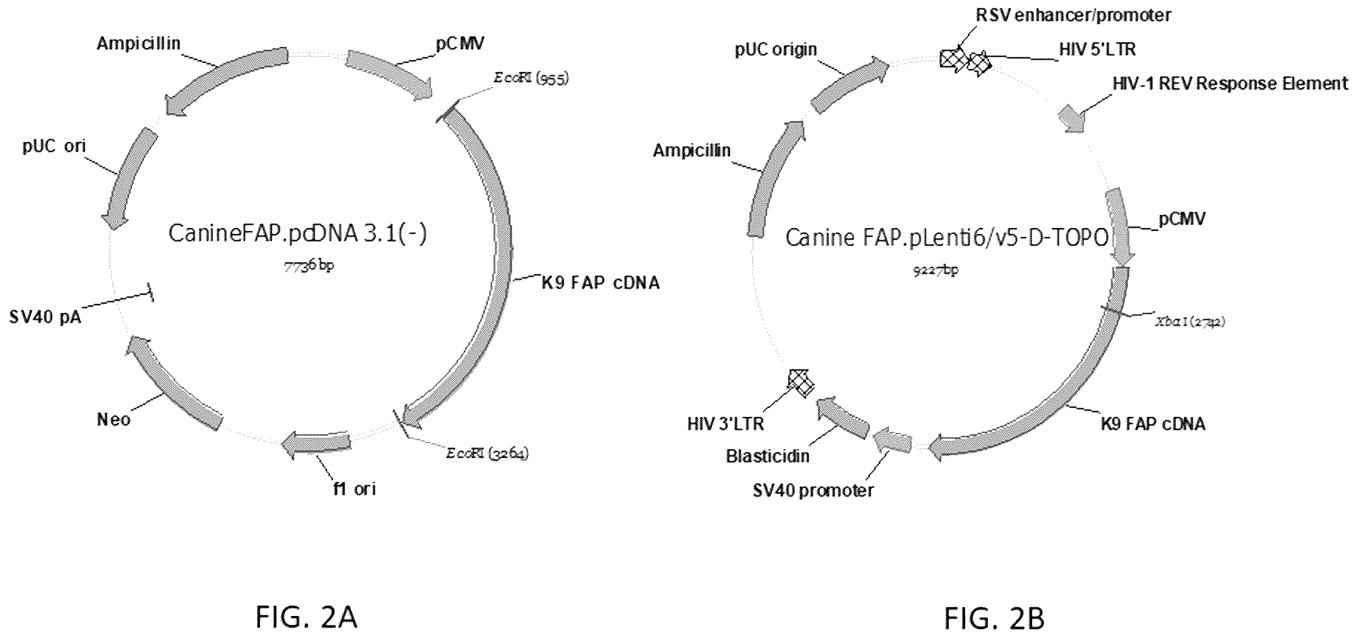 Patent US12139550 Figure 2 – Monoclonal antibody against canine fibroblast activation protein that cross-reacts with mouse and human fibroblast activation protein (FAP)