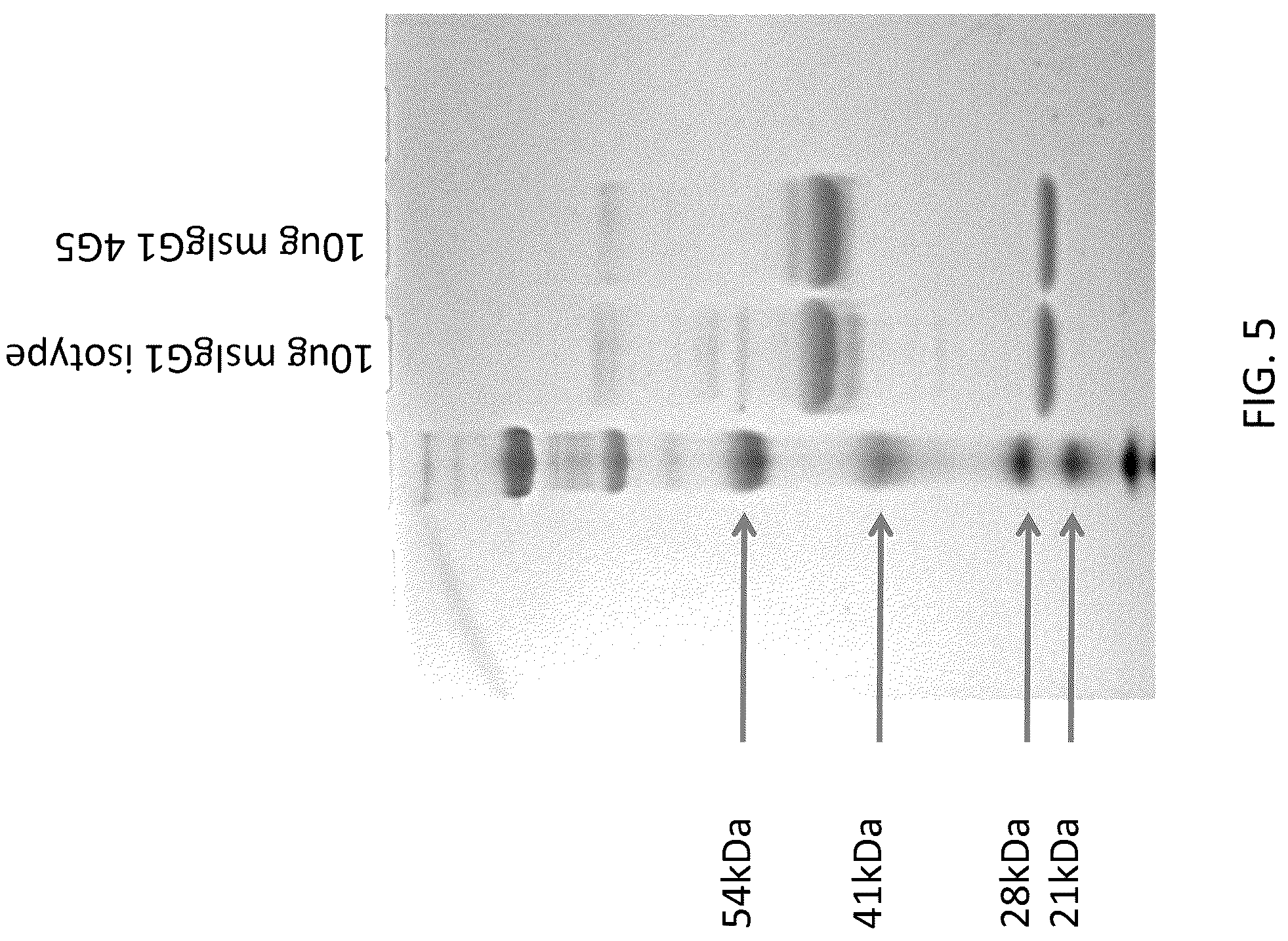 Patent US12139550 Figure 6 – Monoclonal antibody against canine fibroblast activation protein that cross-reacts with mouse and human fibroblast activation protein (FAP)