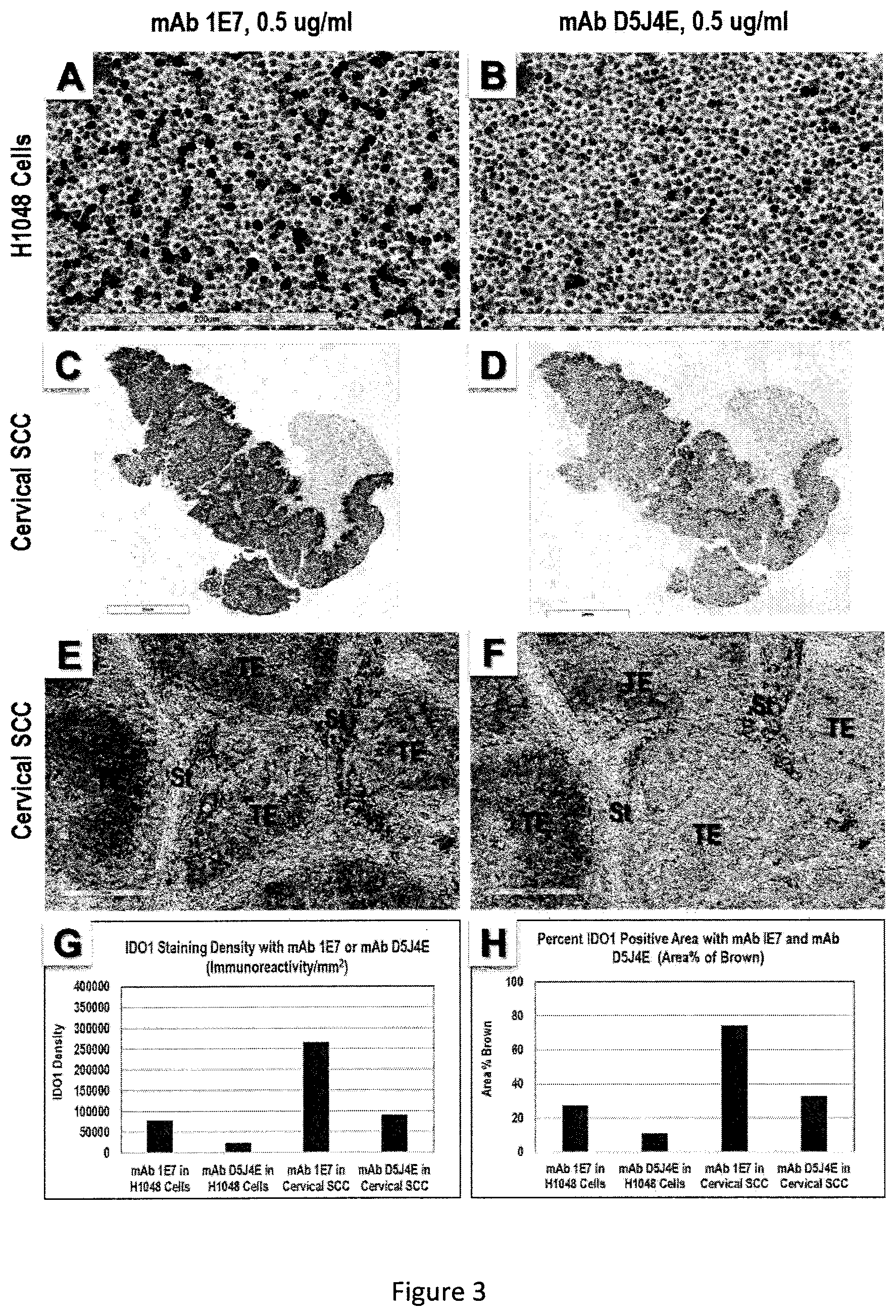 Patent US12139551 Figure 3 – Anti-IDO antibody and uses thereof