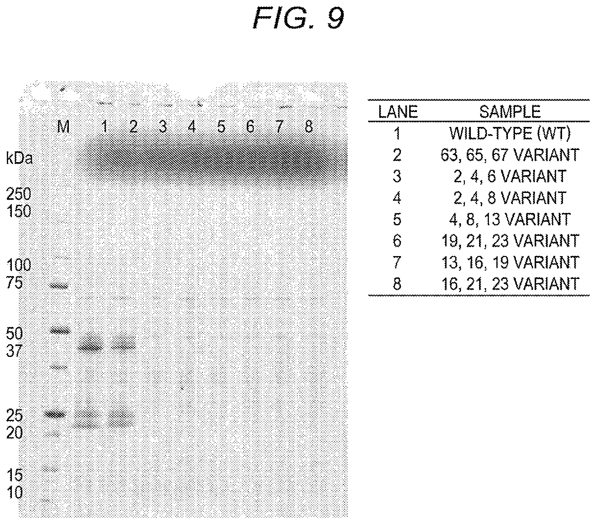 Patent US12139552 Figure 9 – Method for improving affinity of antibody for antigen and use thereof