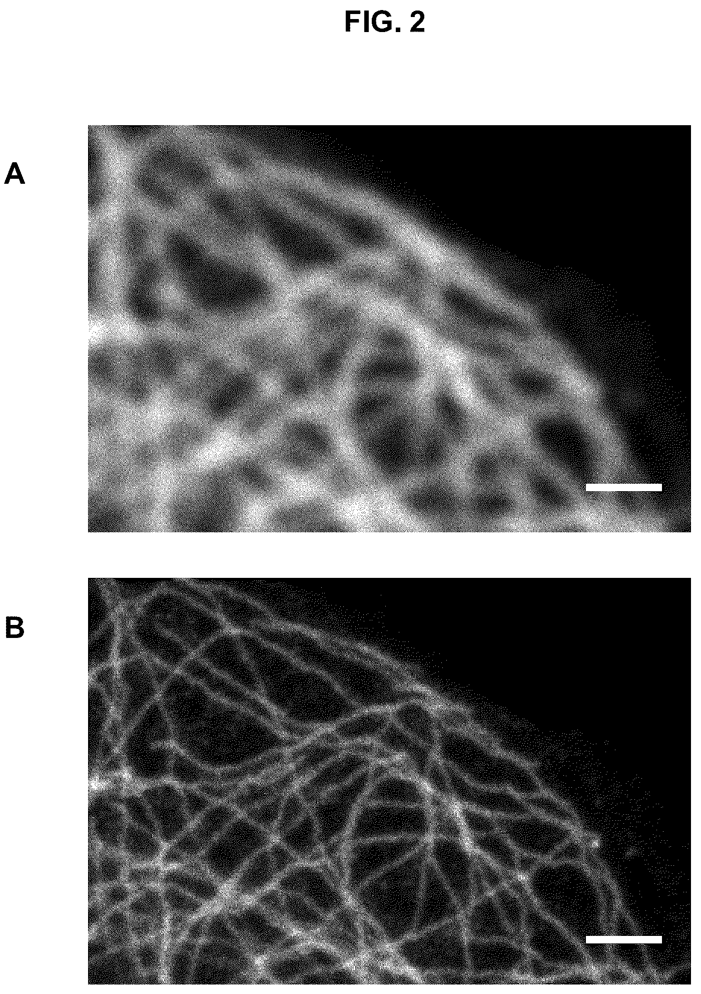 Patent US12139614 Figure 2 – Photoactivatable fluorescent dyes with hydrophilic caging groups and their use