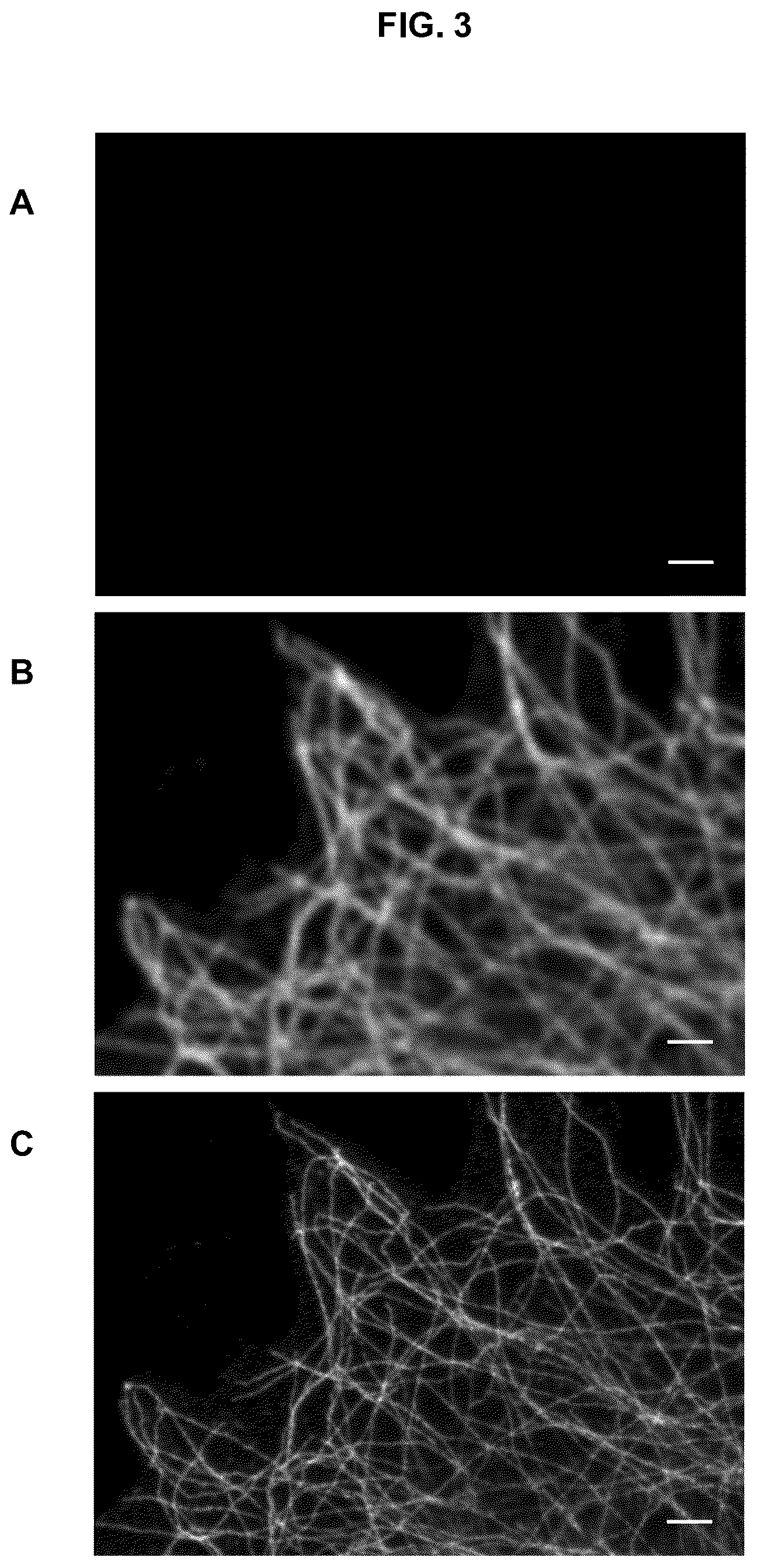 Patent US12139614 Figure 3 – Photoactivatable fluorescent dyes with hydrophilic caging groups and their use