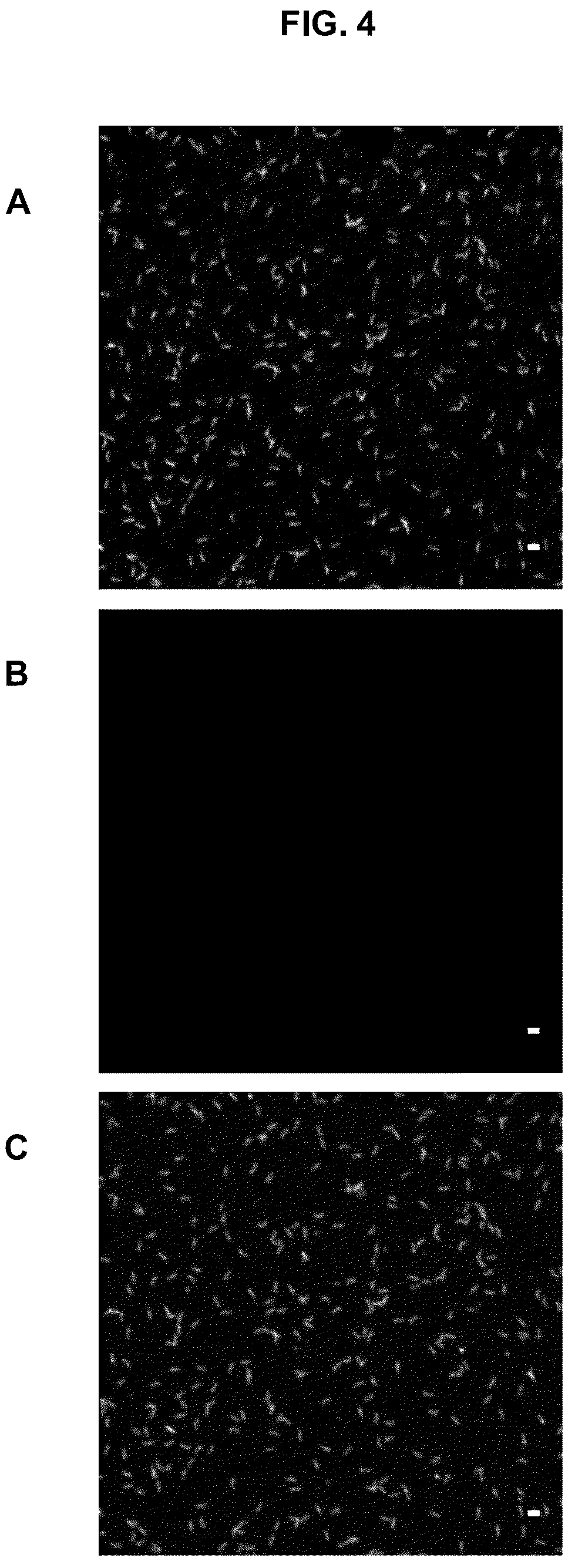 Patent US12139614 Figure 4 – Photoactivatable fluorescent dyes with hydrophilic caging groups and their use