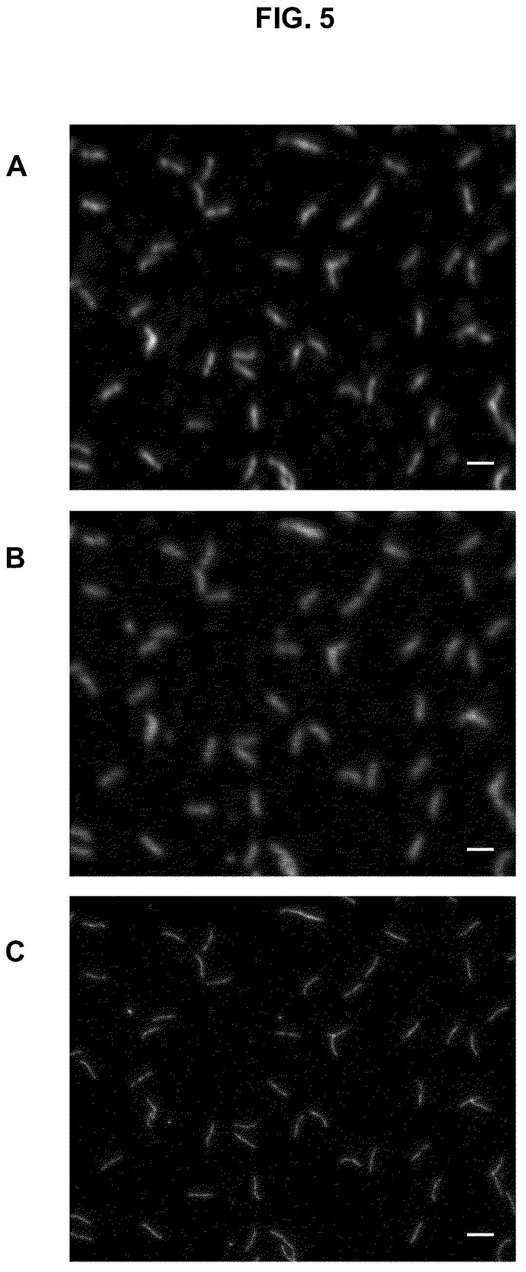 Patent US12139614 Figure 5 – Photoactivatable fluorescent dyes with hydrophilic caging groups and their use